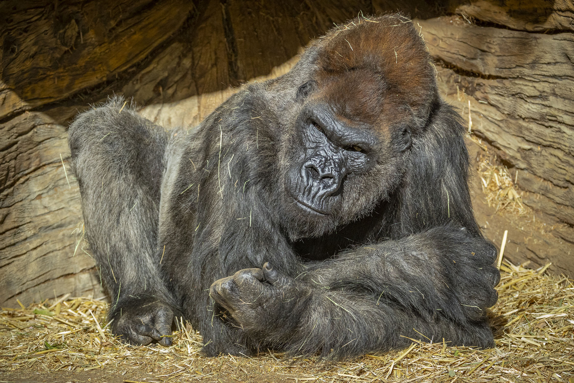 Szintetikus antitestekkel gyógyították ki a covidból a San Diegó-i állatkert gorilláját