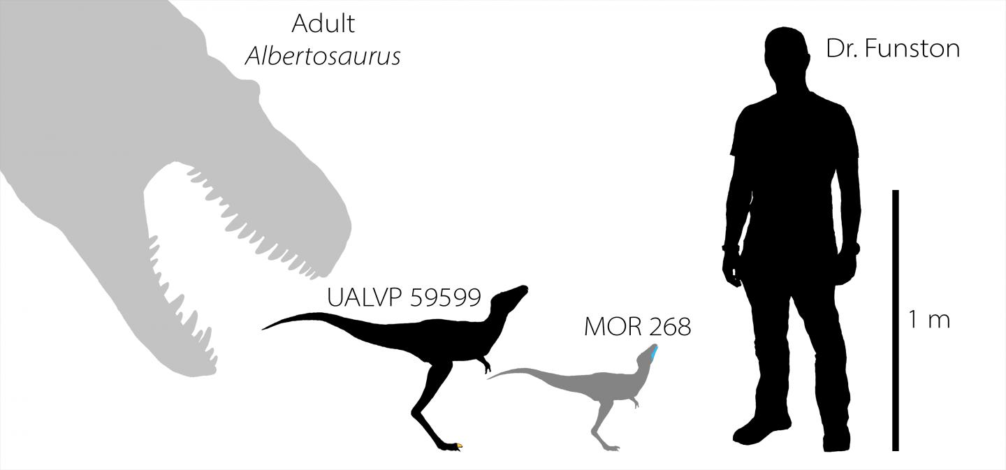 Kiderült, hogy mekkora volt egy frissen kikelt T-Rex