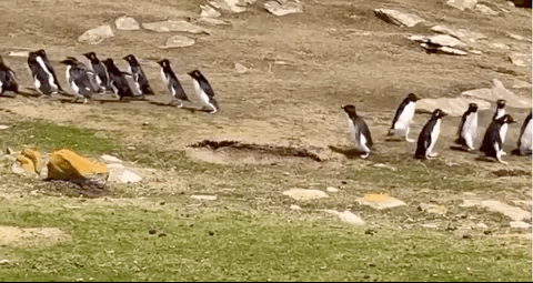Mit is csinál pontosan az internet kedvenc eltévedt pingvinje?