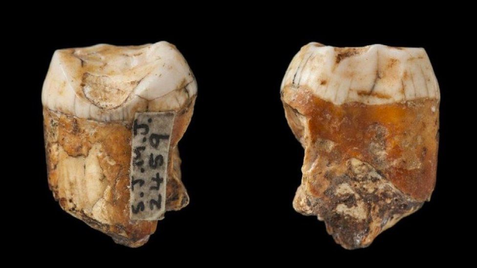 A 110 éve megtalált 48 ezer éves fogak