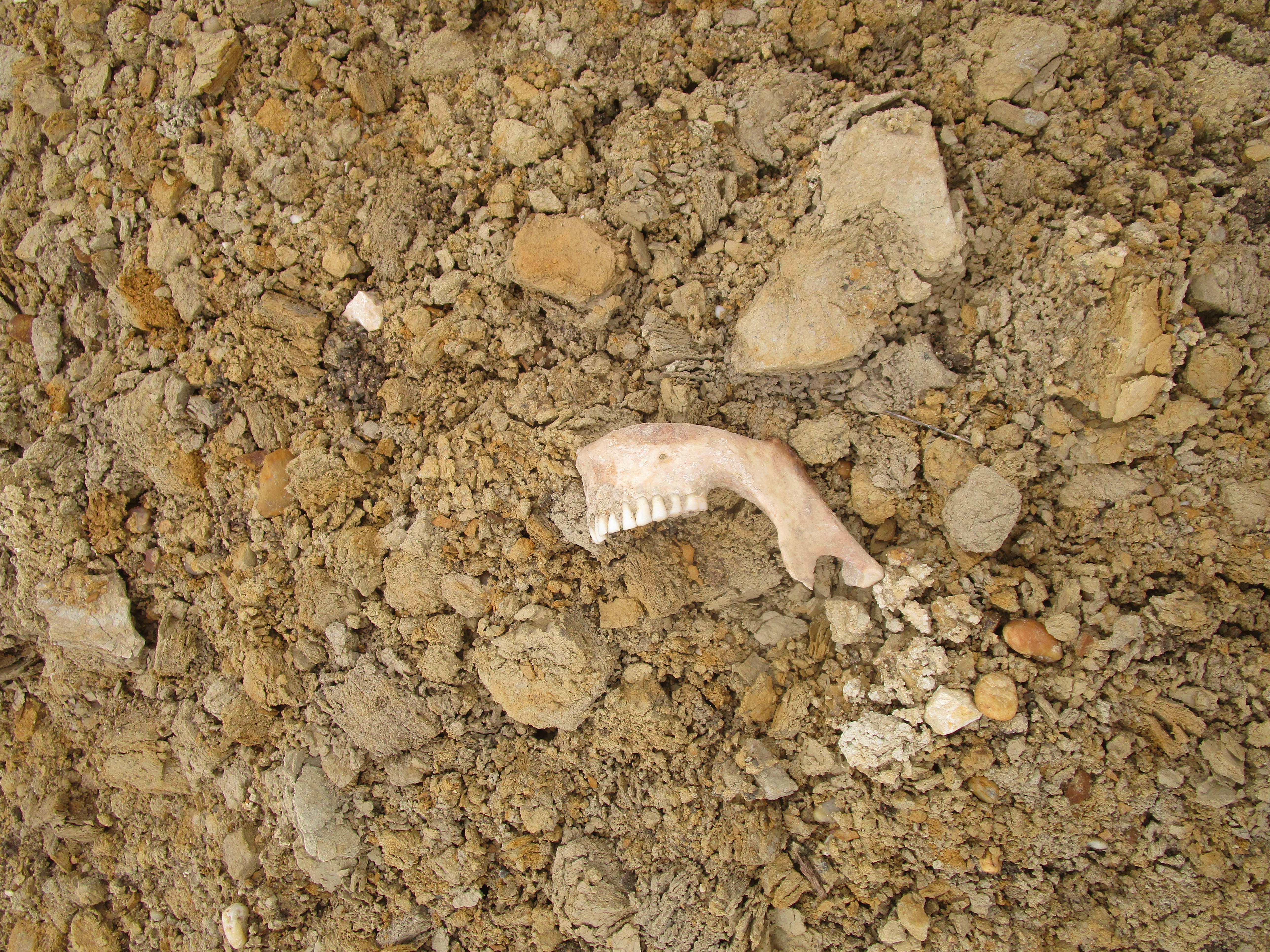 Emberi csontok vannak a törmelékben, amivel egy szigetszentmiklósi telket töltenek fel