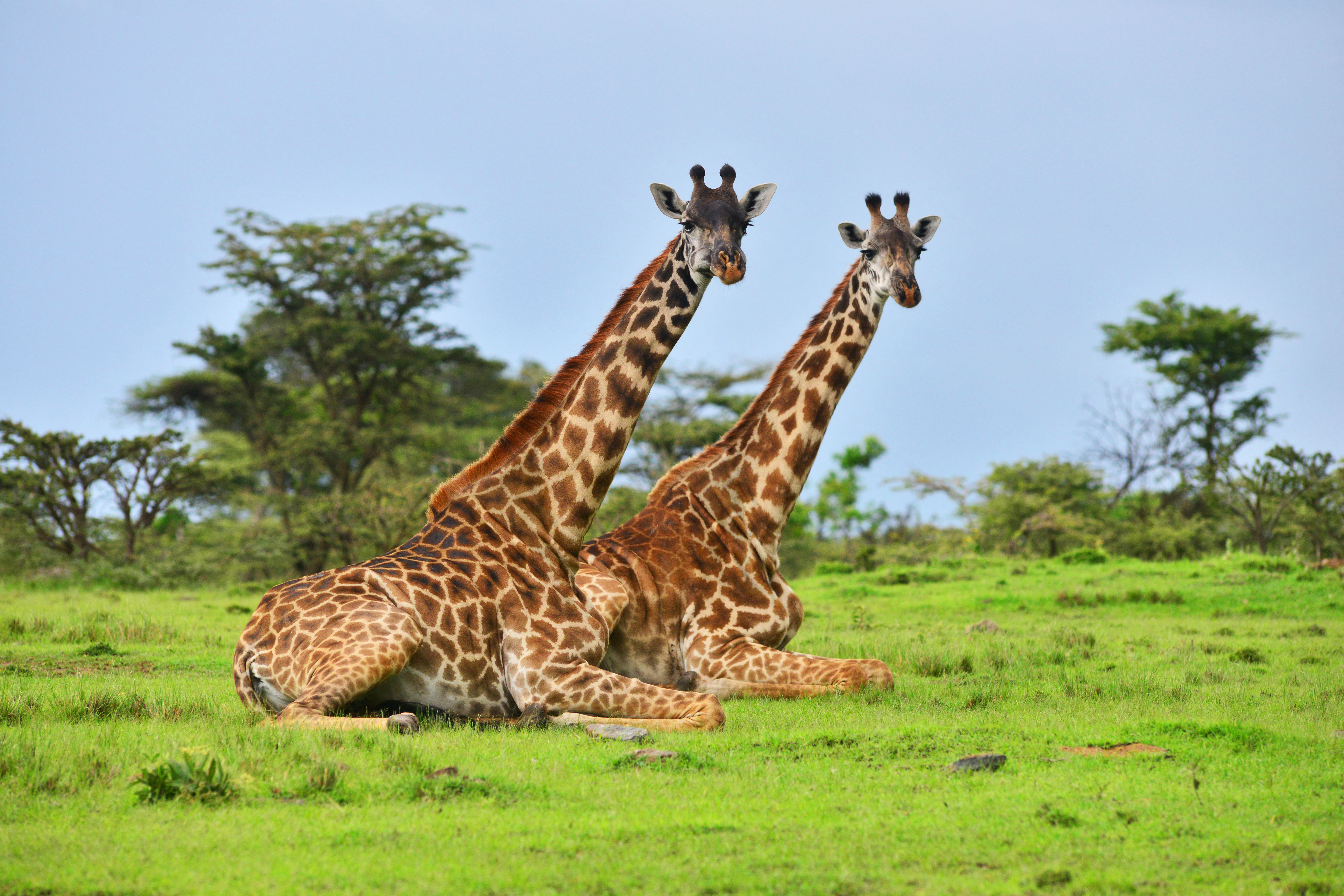 A barátságos zsiráfok tovább élnek, mint a mogorvák