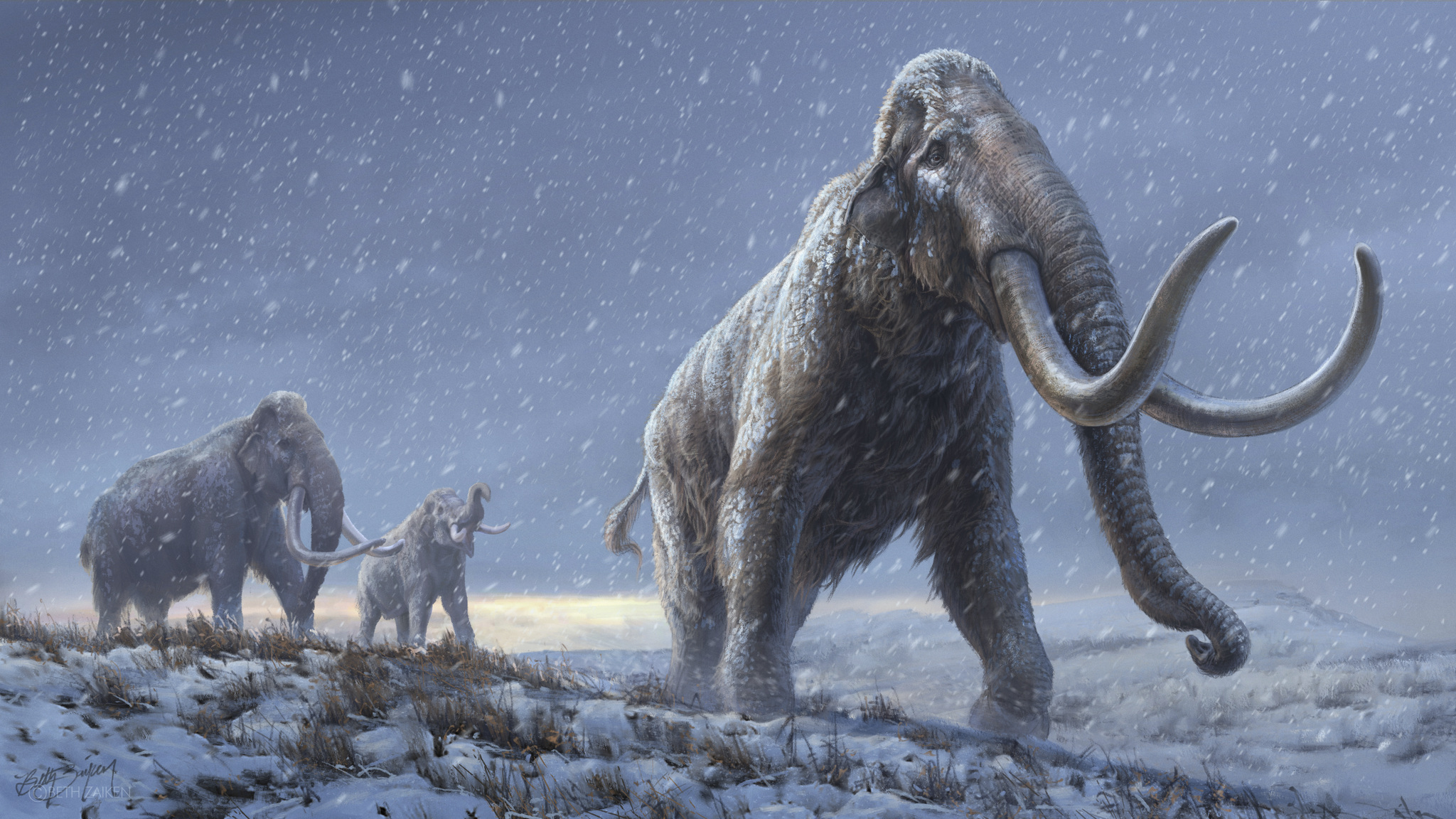 Több mint egymillió éves, zápfogakból nyert DNS-minták tárják fel a mamutok evolúcióját
