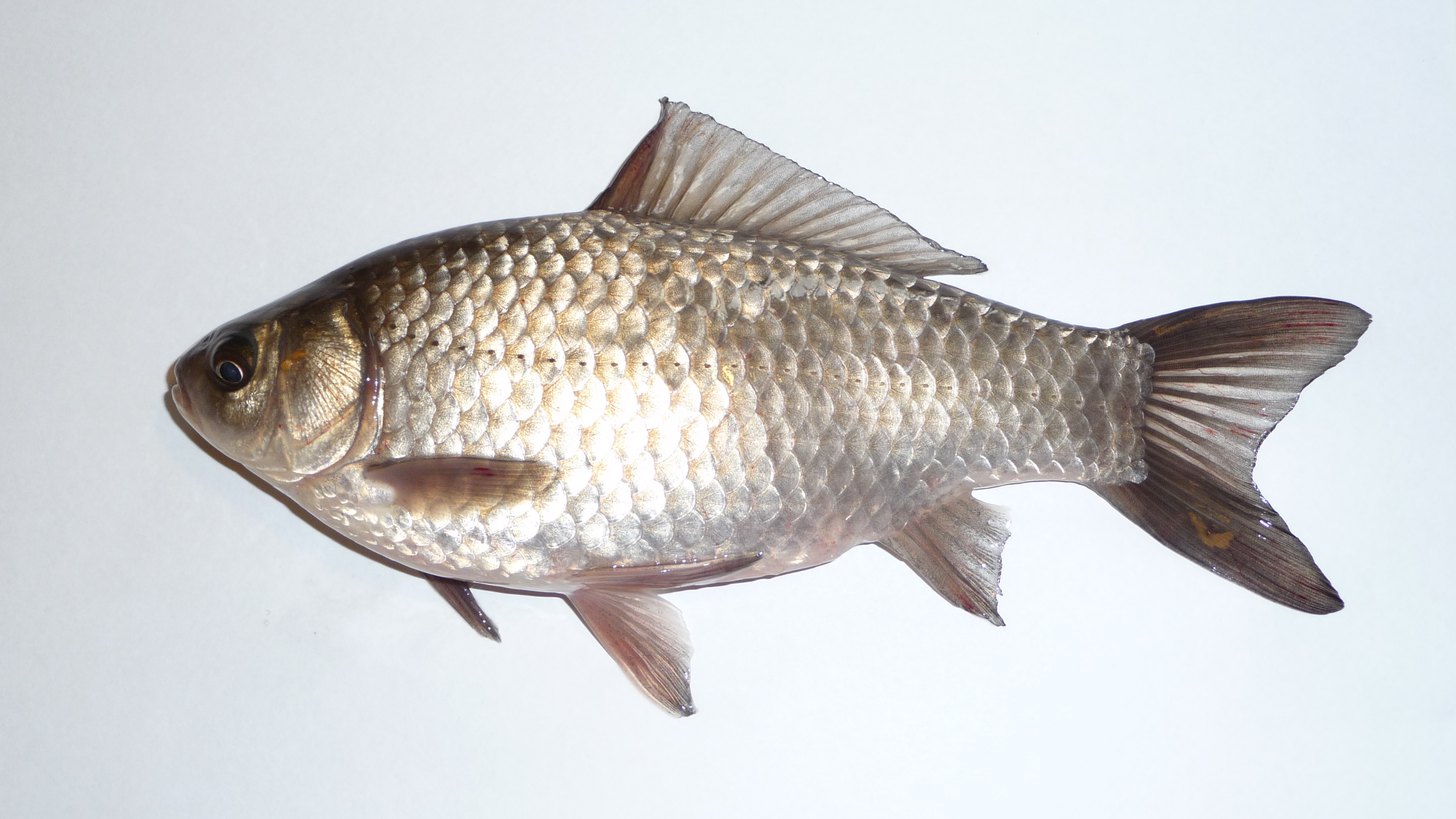 Deformálják a halakat a magyarországi élővizekbe kerülő hangulatjavítók és más gyógyszerek