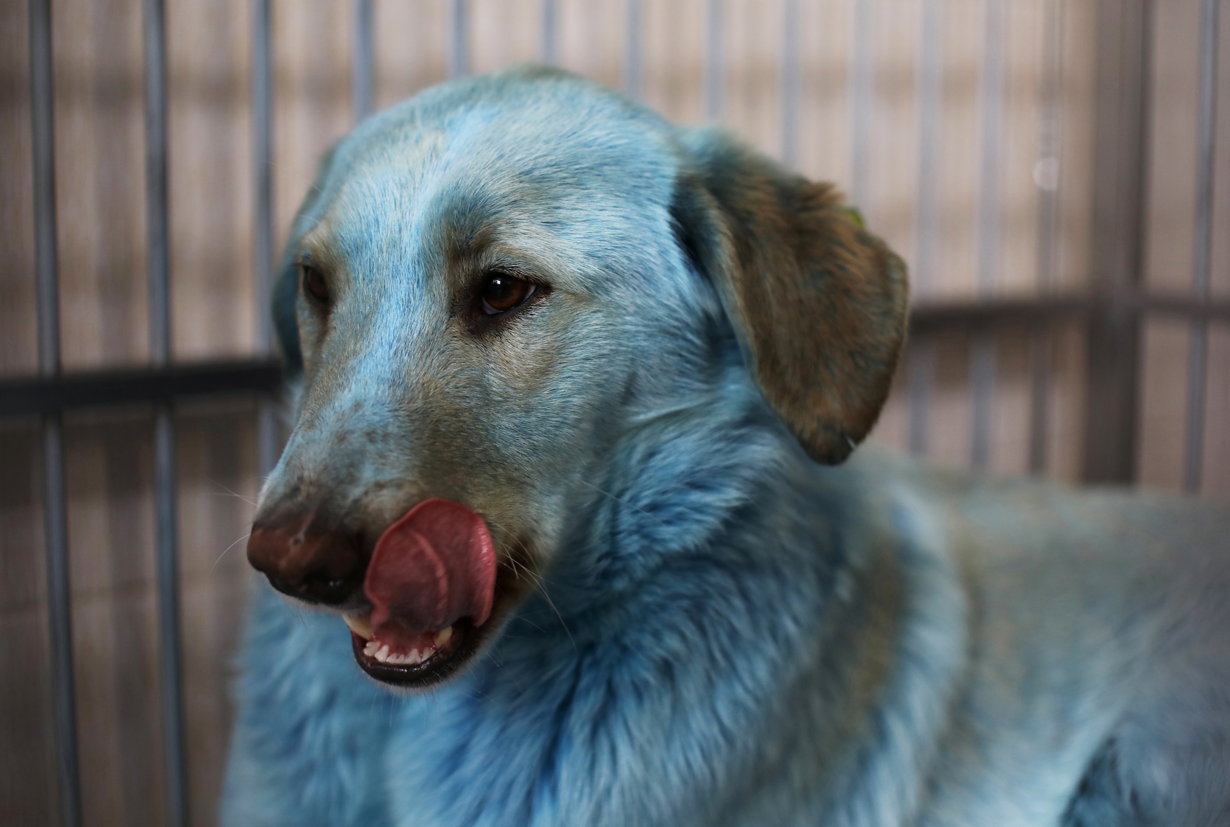 Egy elhagyatott vegyi üzem szennyezése miatt kékülhettek meg az igen látványos kék orosz kóbor kutyák