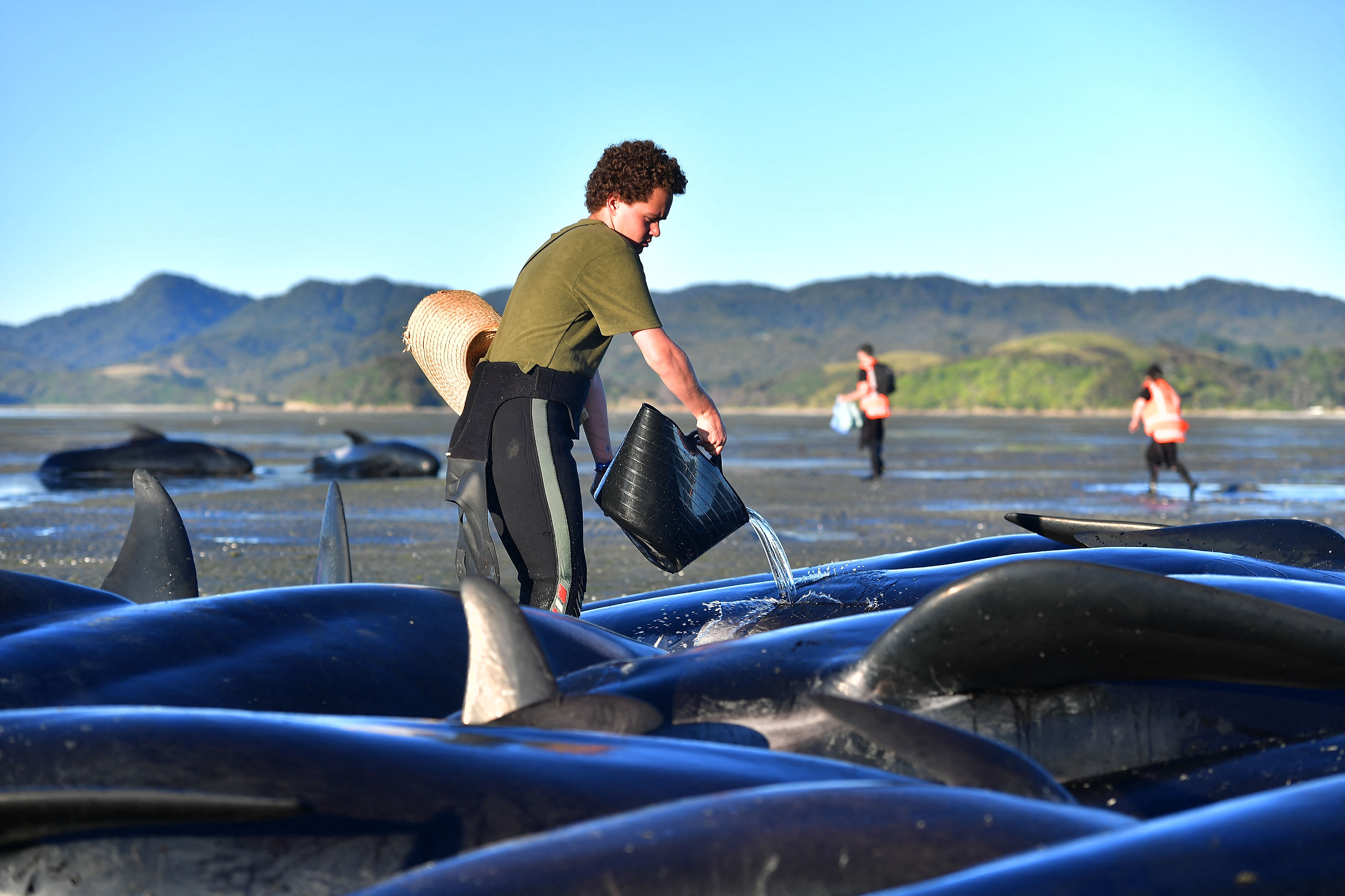 Partra vetett delfinek megmentésén ügyködnek Új-Zélandon
