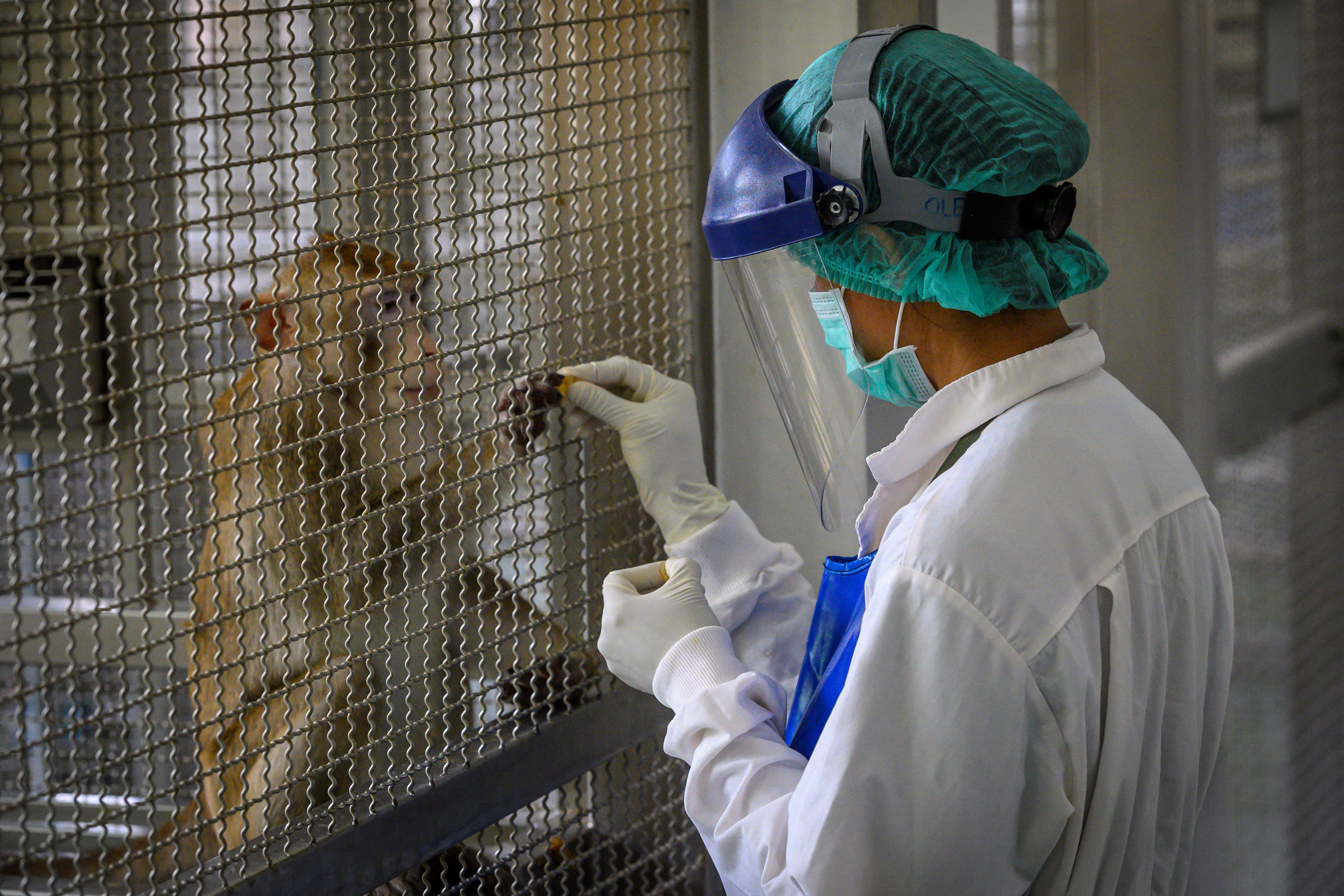 A kísérleti majmok hiánya miatt csúszhatnak a nyugati vakcinák