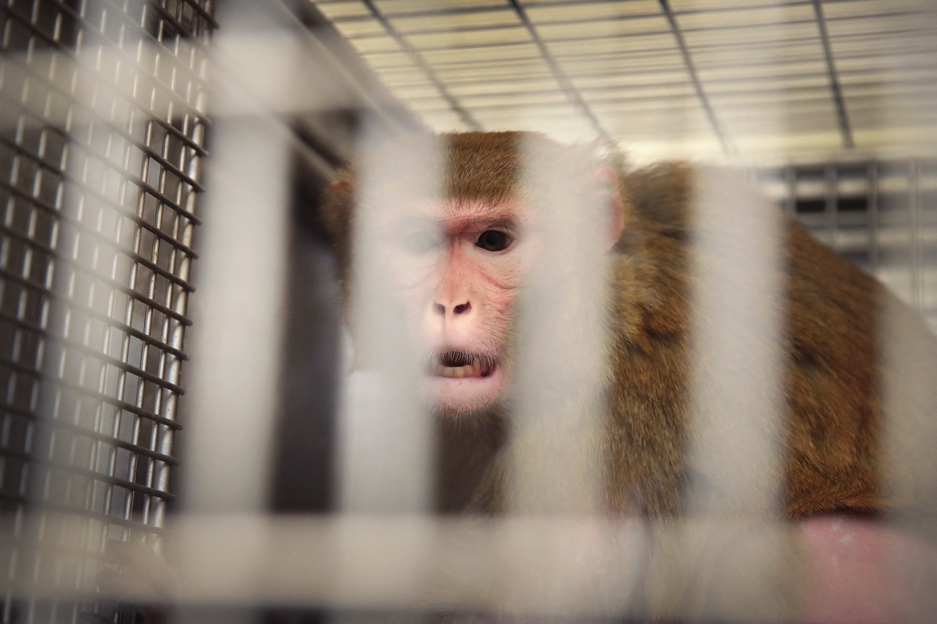 Elon Musk cége beismerte, hogy a tesztelés során elpusztultak a majmai, de az állatkínzás vádját visszautasítja
