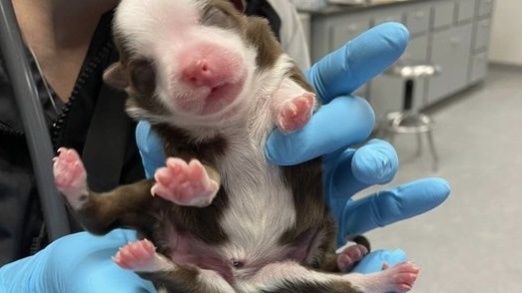 Hatlábú, kétfarkú kiskutya született Oklahomában, és látszólag egészséges