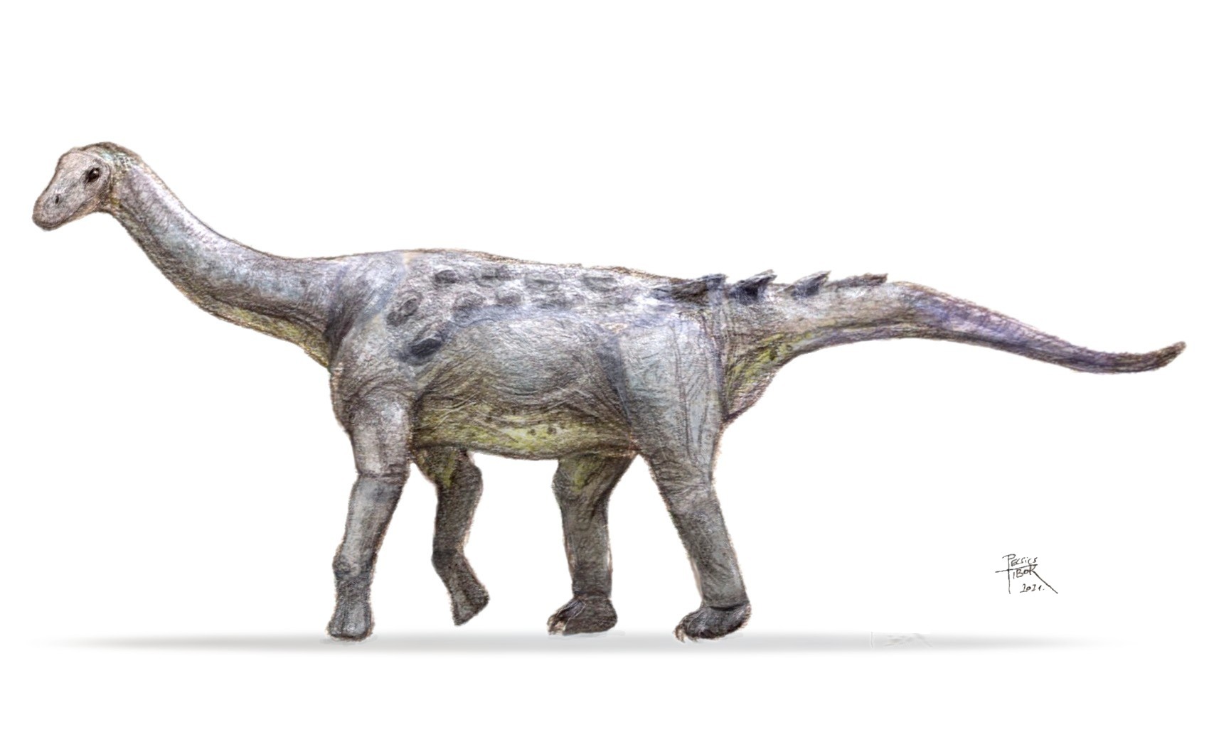 Megtalálták a helyet, ahol megtalálták a Magyarosaurust