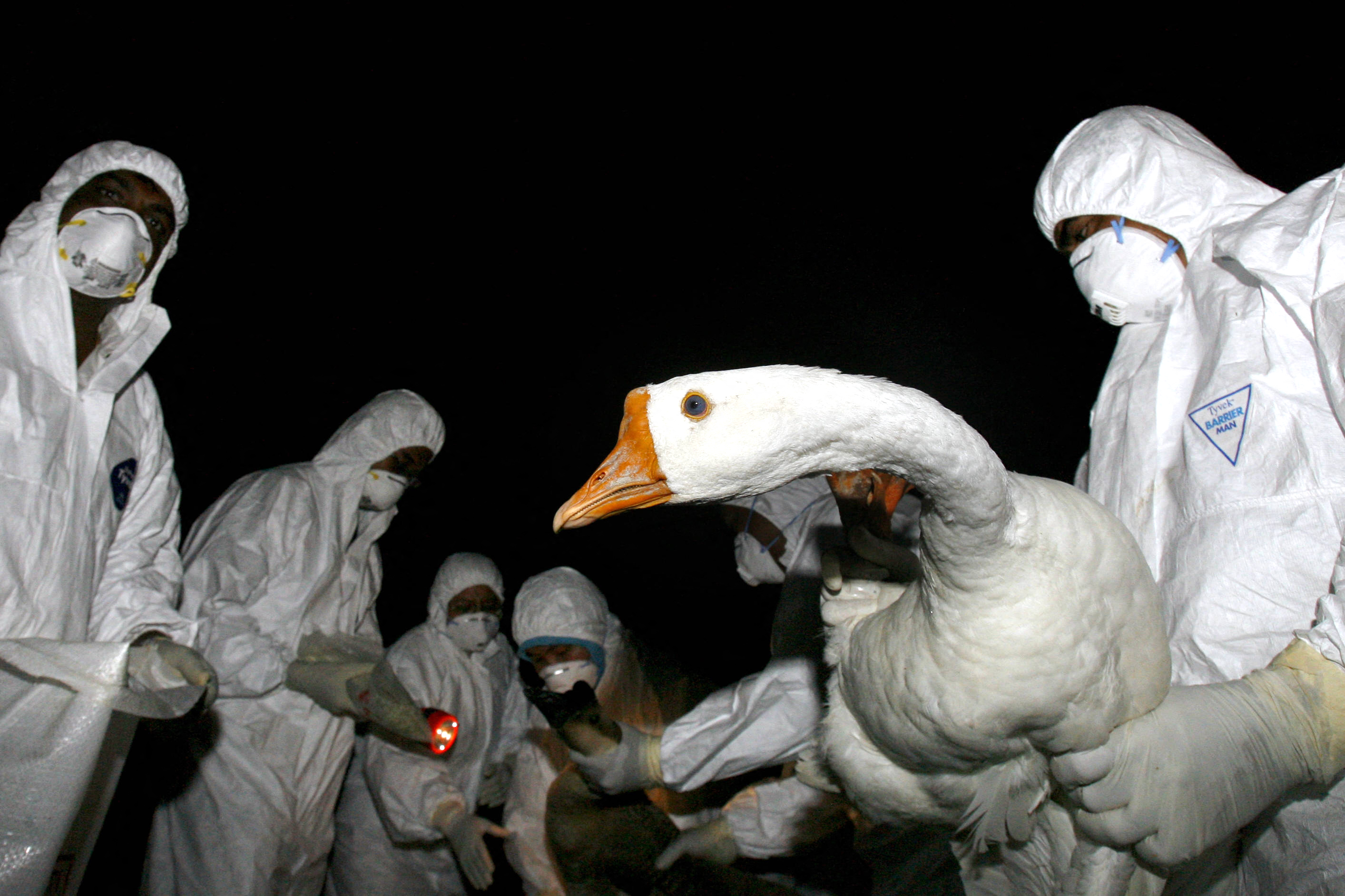Először fertőzött meg embert a madárinfluenza egy ritka törzse Kínában