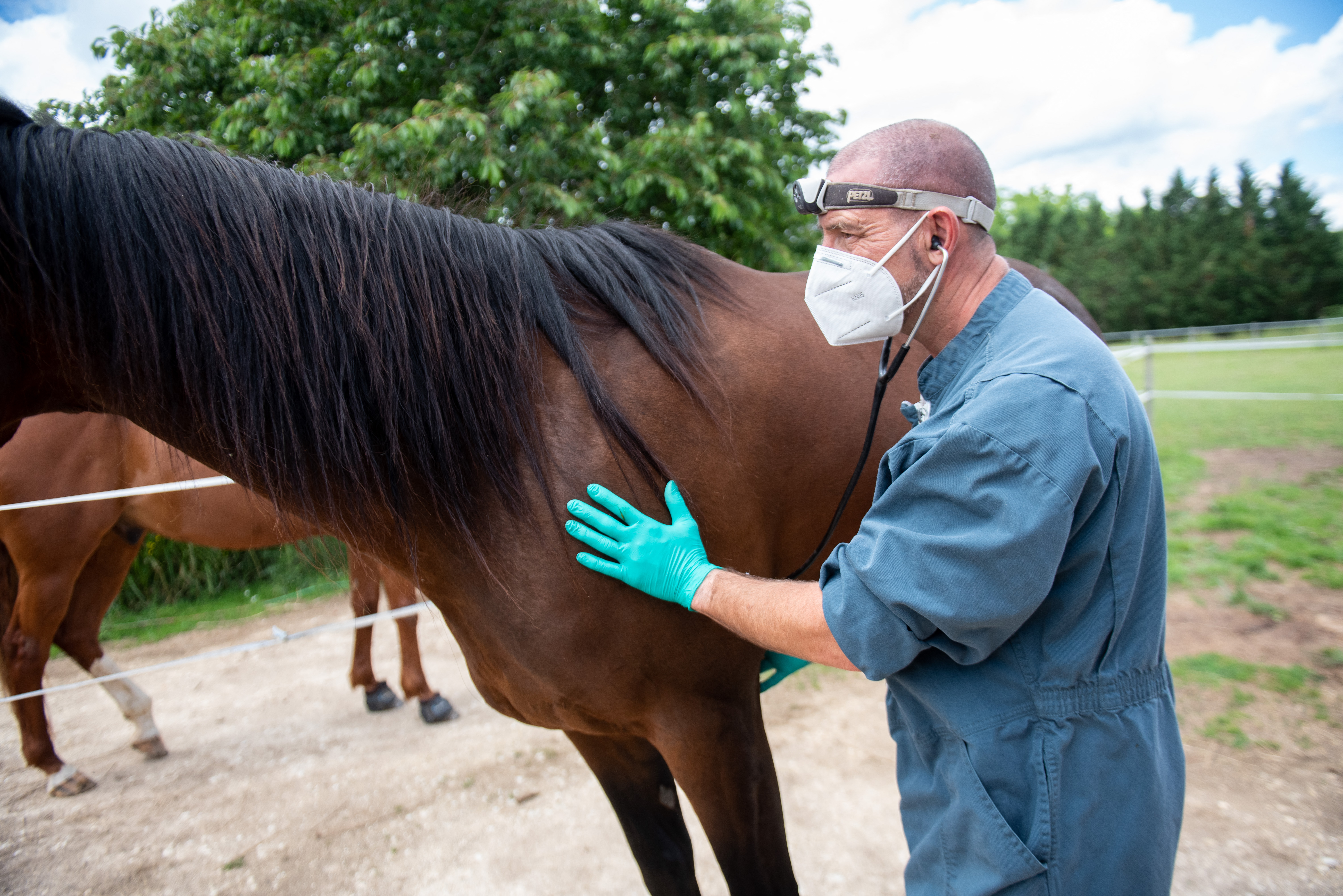 Herpeszjárvány dúl a lovak között Európában, Magyarországon is javasolt a karantén, a versenyeket felfüggesztették