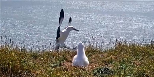 Balfácán módon landolt az albatrosz, köznevetség tárgya lett