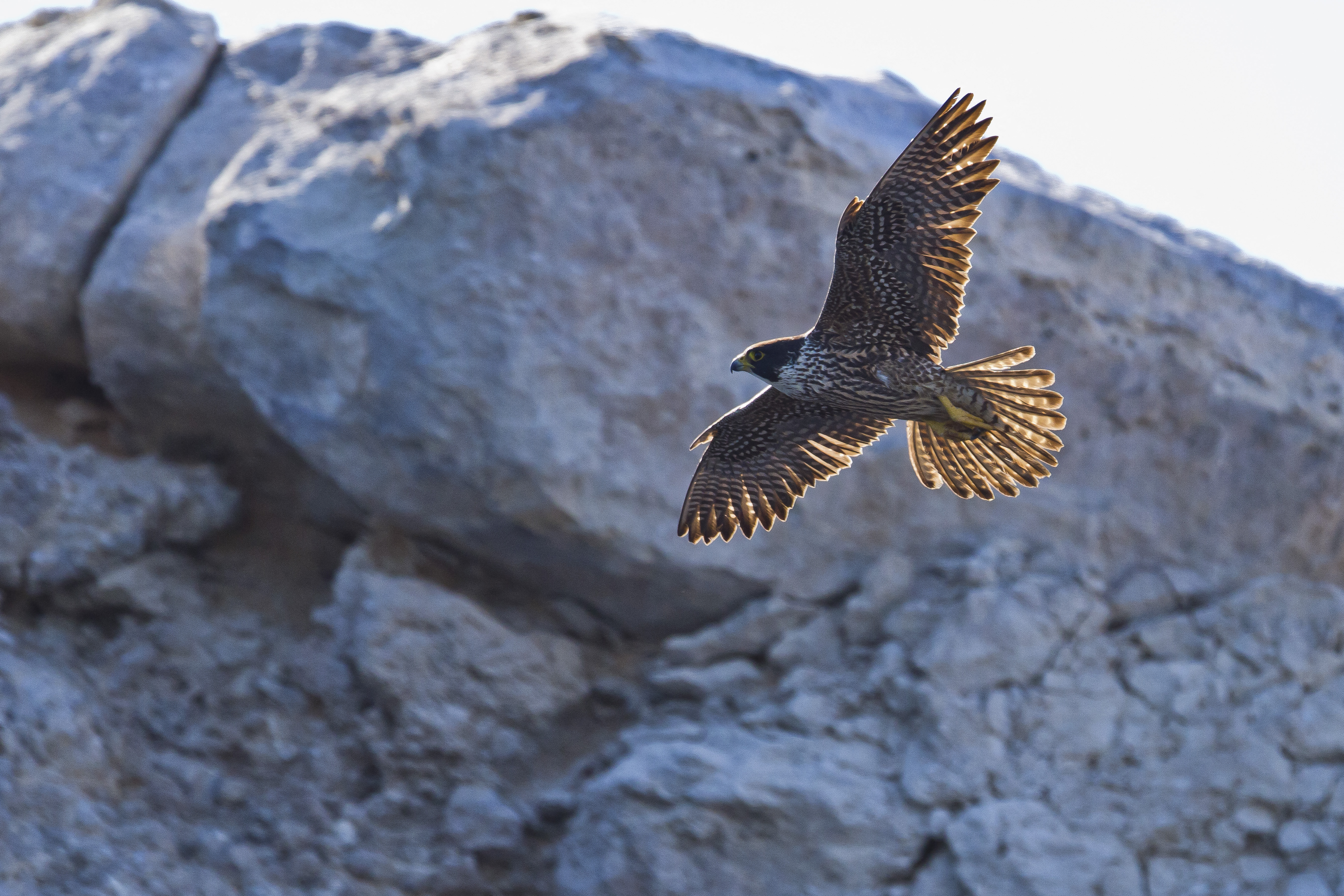 Falco peregrinus a Kaliforniai-öbölben