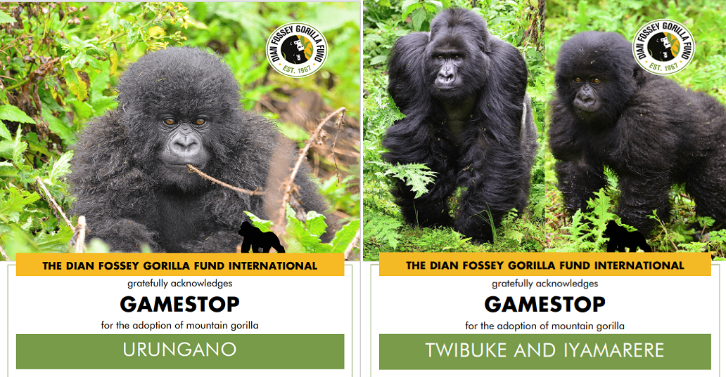 Több ezer gorillát fogadtak örökbe a GameStop-részvényeken kaszáló redditesek