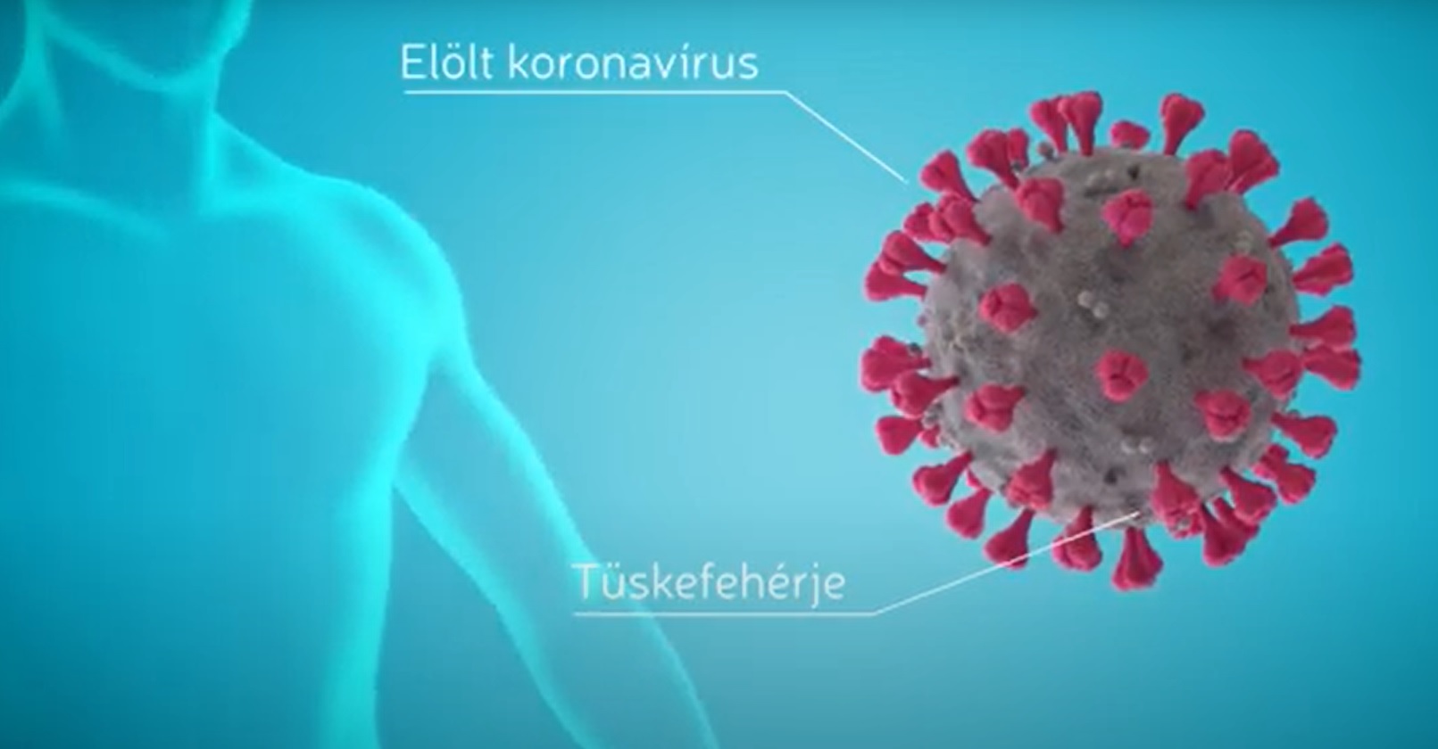 Hogyan véd a koronavírus elleni vakcina? Látványos animációban magyarázza el az MTA