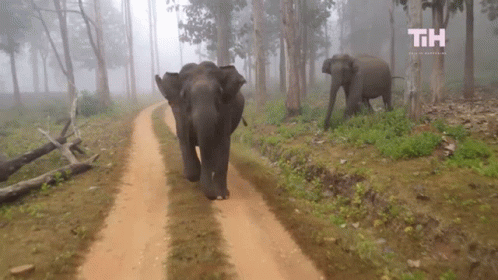 Bevitte a kétéves gyerekét az elefántok kifutójába, letartóztatták