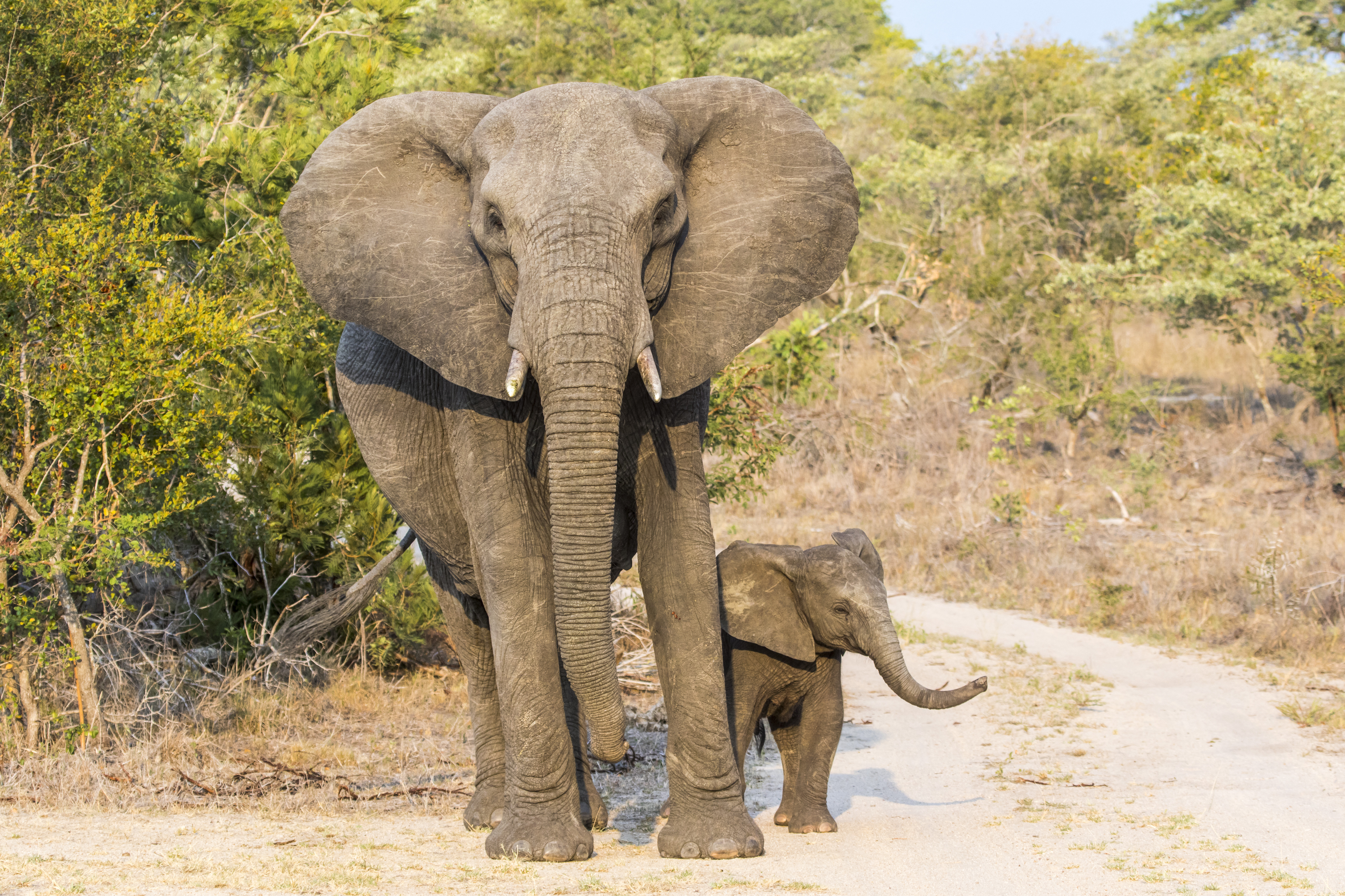 A veszélyeztetett és a súlyosan veszélyeztetett fajok közé sorolták az afrikai elefántokat