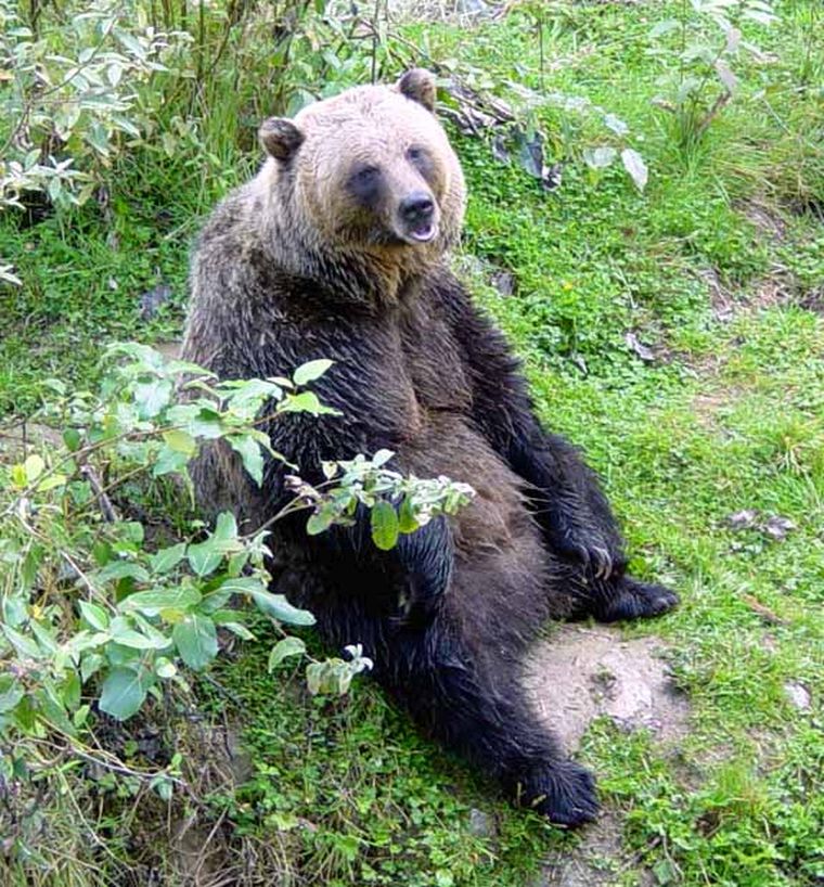 Ez a grizzly megpihent a sok mászkálás után.