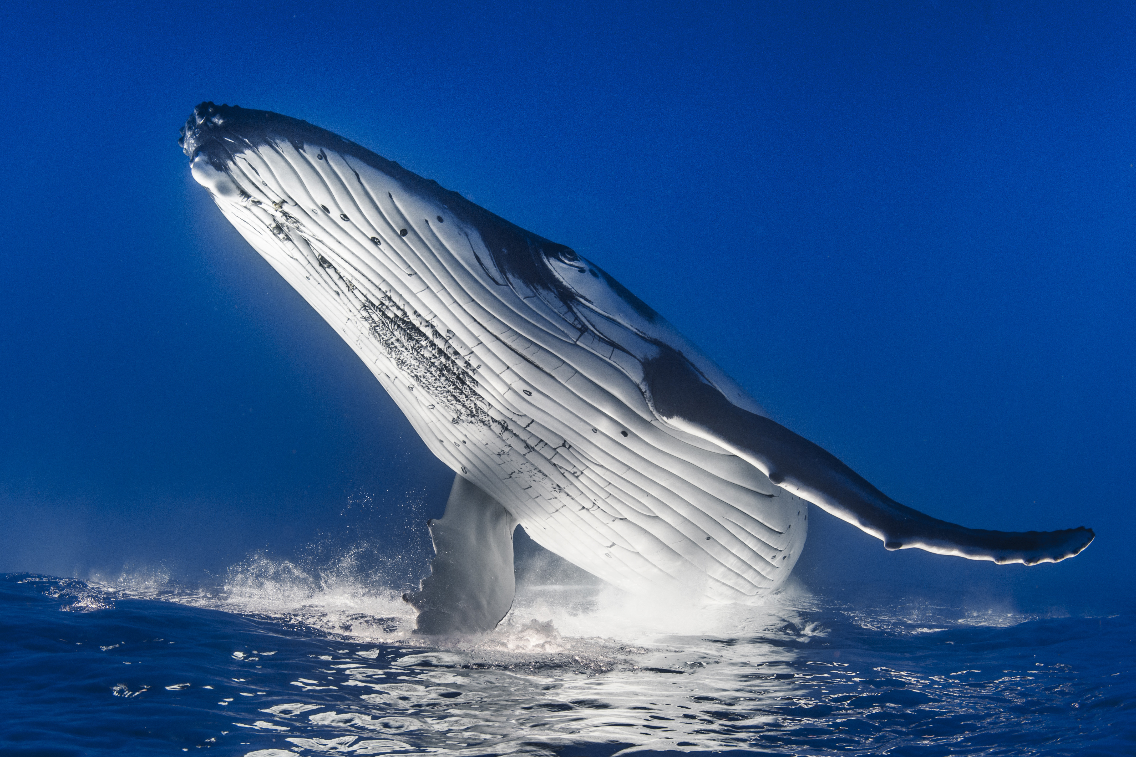 Egy vödör vízből nézik meg, hogy járt-e a közelben bálna