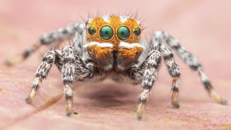 Narancssárga pofájú, tündéri pókfajt fedeztek fel Ausztráliában