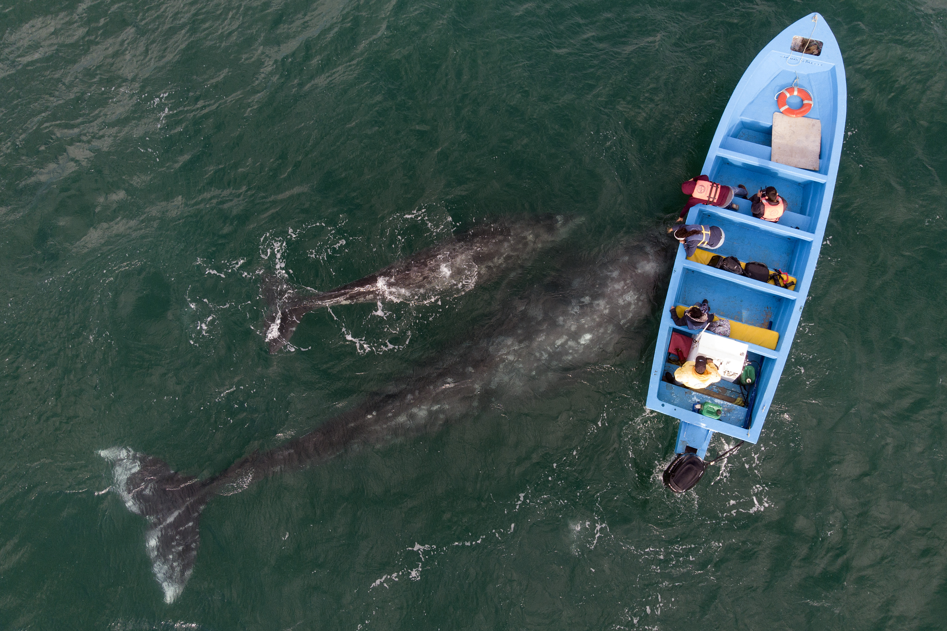 Négy szürke bálna tetemét is partra mosta a víz San Francisco mellett
