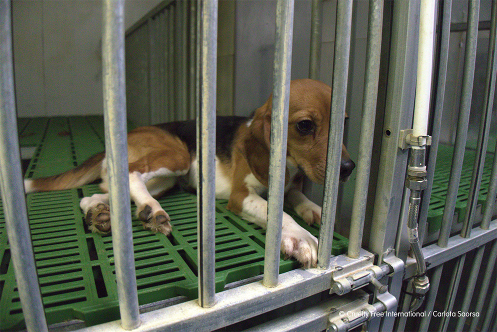 Felfüggesztik a kegyetlen állatkínzáson kapott madridi kutatóintézet működését