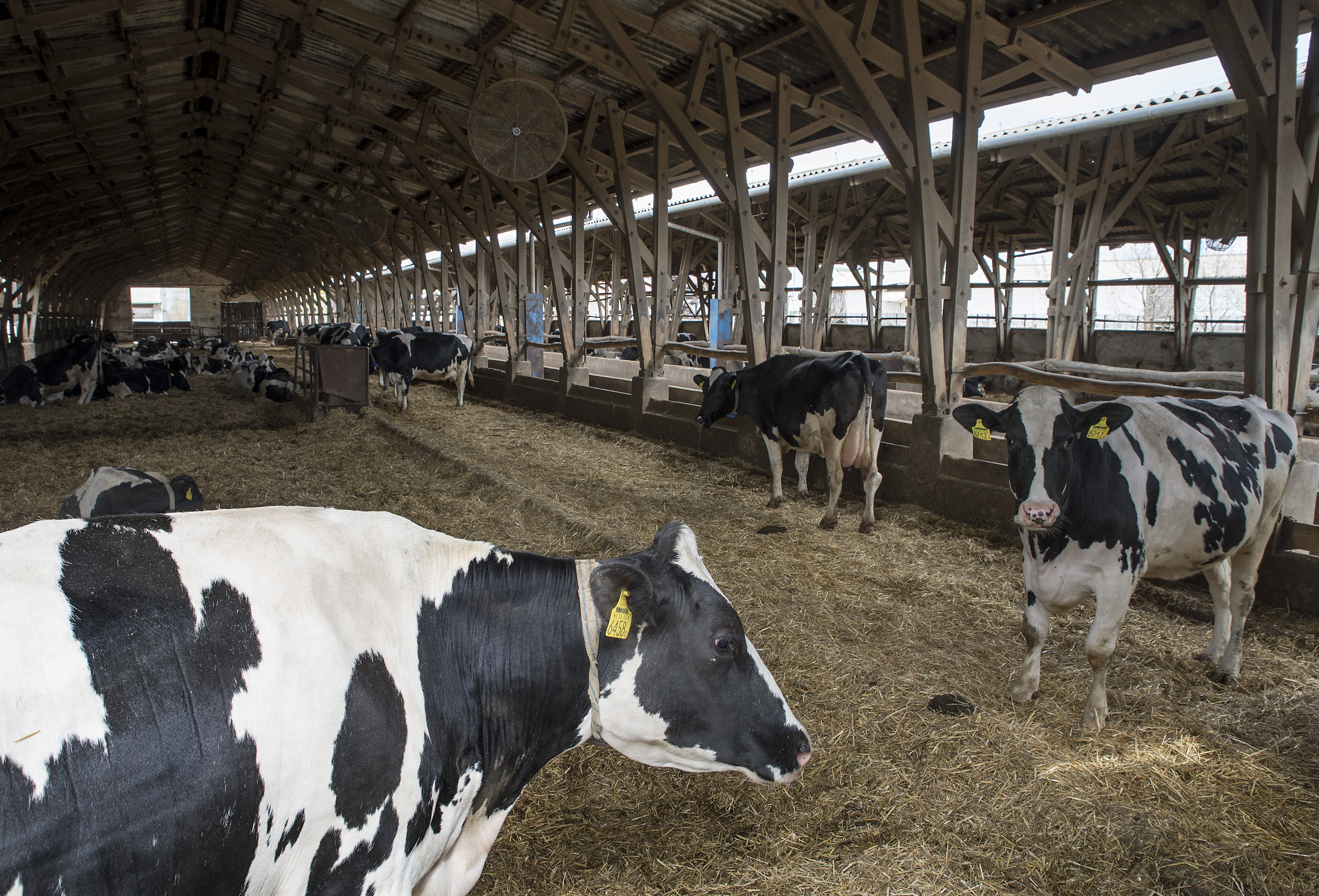 Kigyulladt egy texasi tehenészet, 18 ezer szarvasmarha pusztult el