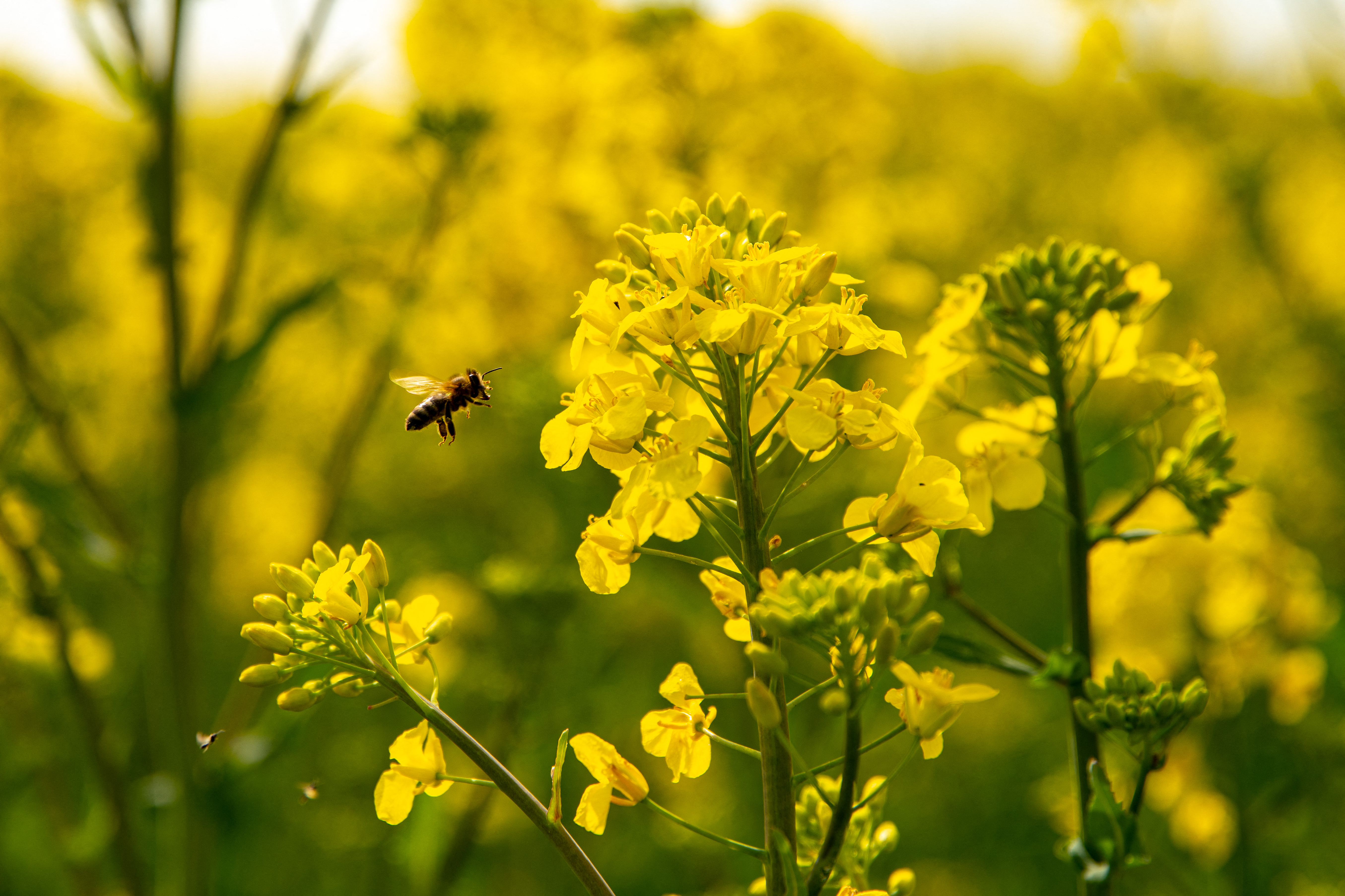 Méhekre veszélyes repceültetvényeket számoltak fel Baranya-megyében