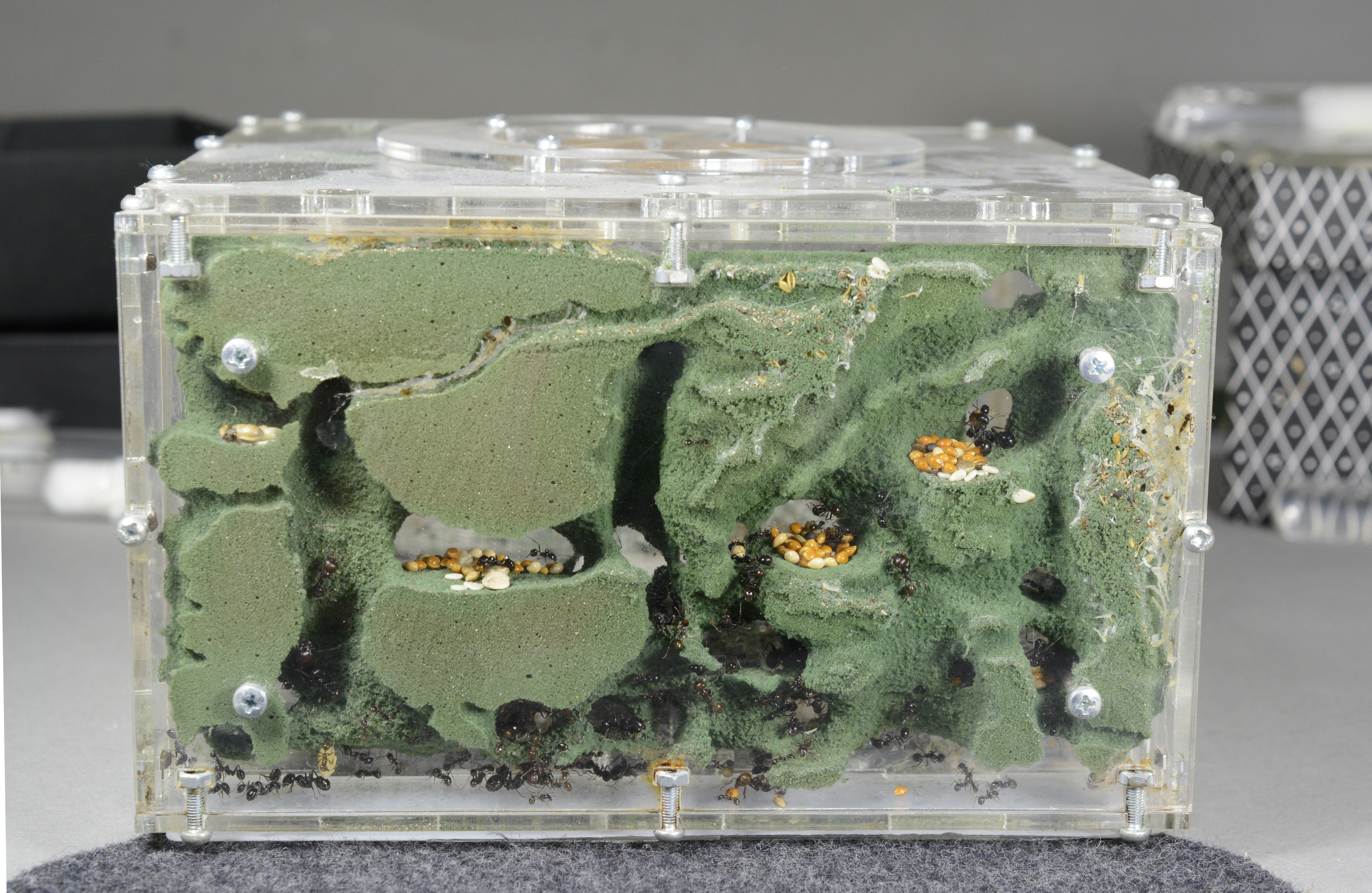 Természetes körülményeket imitáló farm Messor barbarus hangyákkal, amelyek maguk rágják ki járataikat
