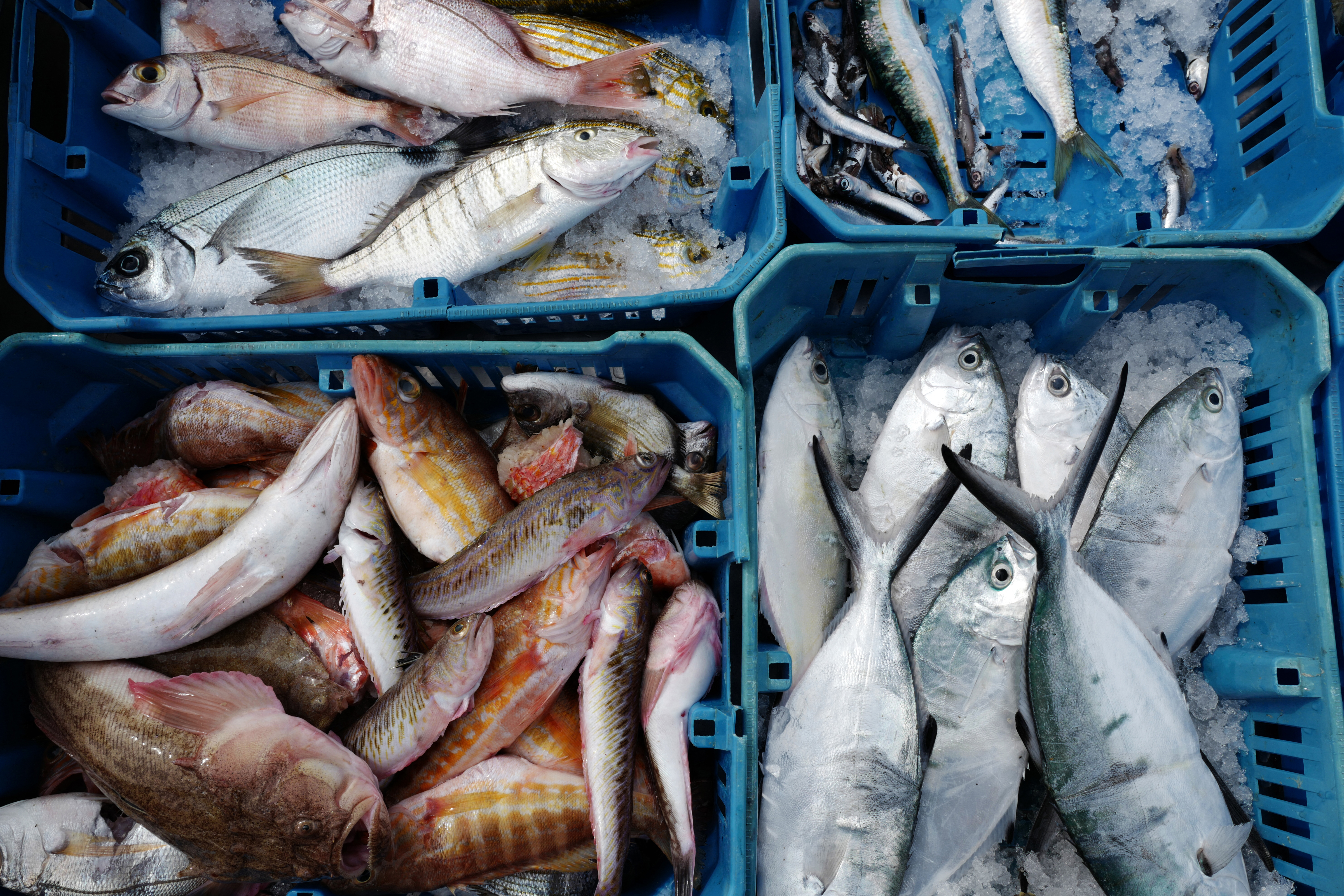 Hetven éve nyelik a halak a mikroműanyagot