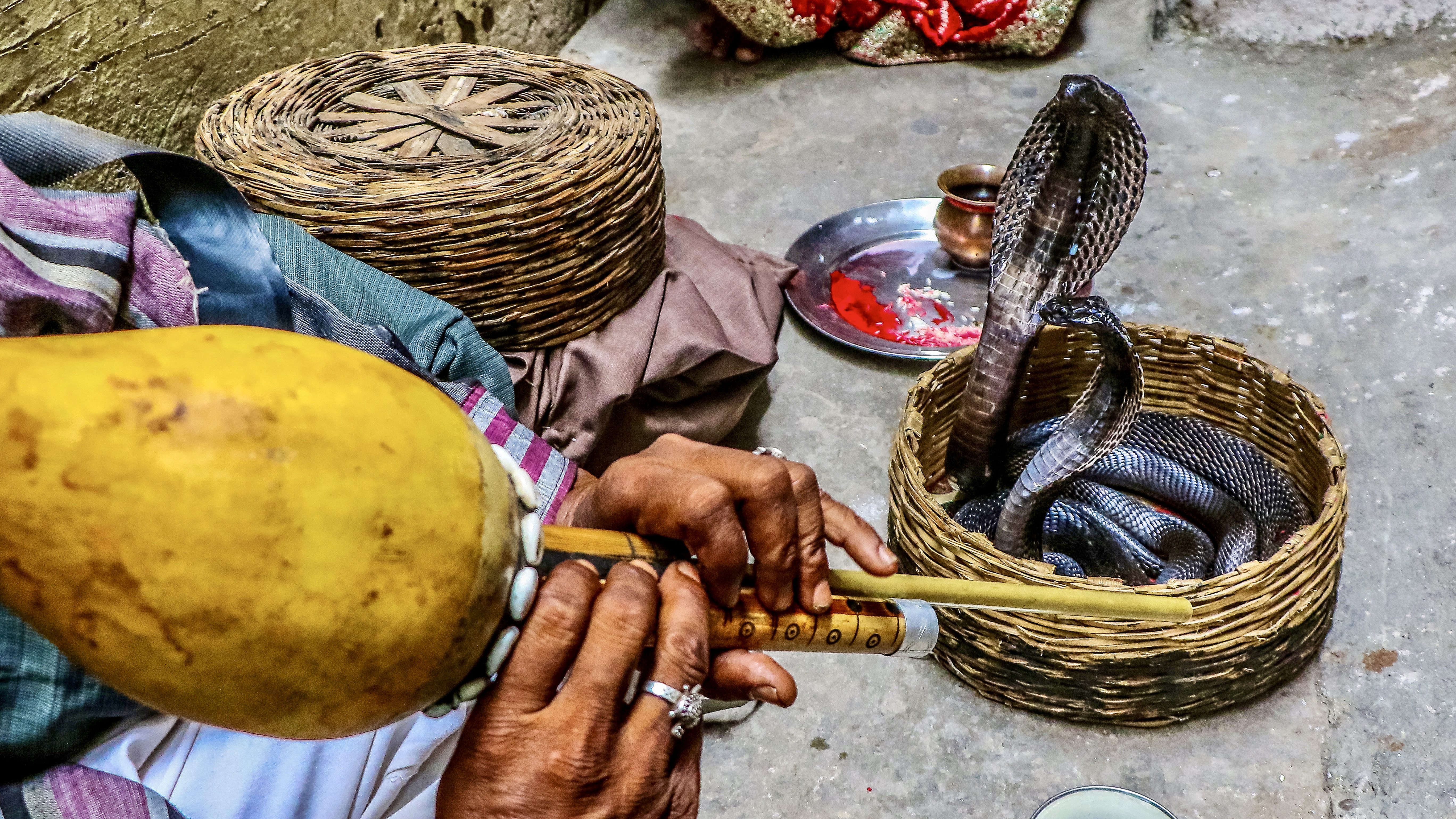 Egy kígyóbűvölő művész alkotás közben az indiai Rajasthanban.
