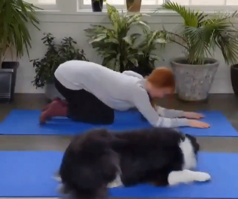 Olyan hosszú volt a karantén, hogy a kutyák is megtanultak jógázni