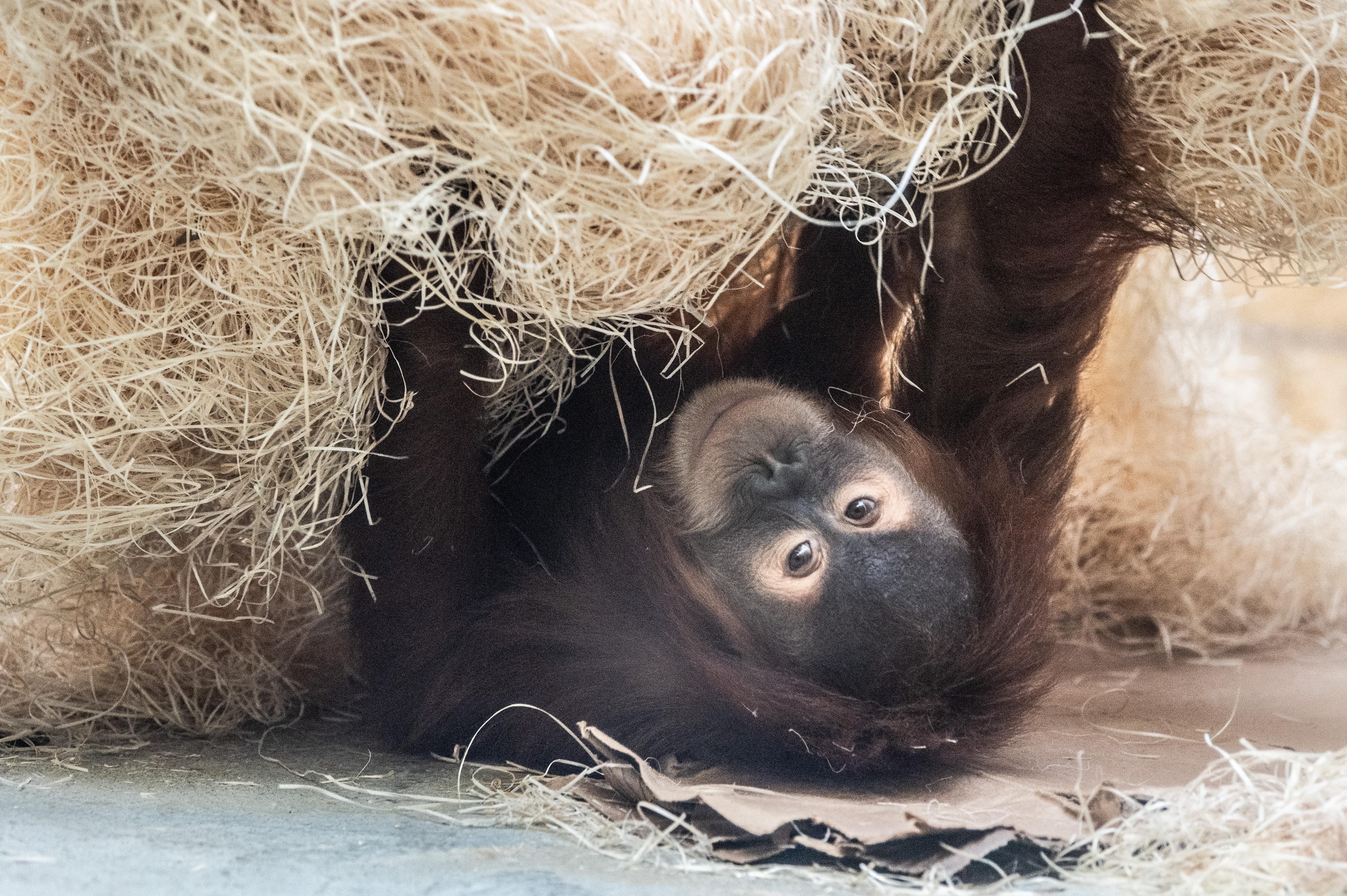 A fiatal hím orangutánok kevésbé hallgatnak az anyjukra, mint a nőstények