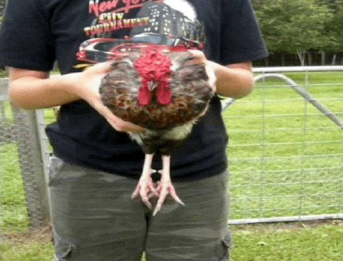 Az amerikai járványügyi hatóság arra kér, hogy senki ne puszilgasson csirkéket