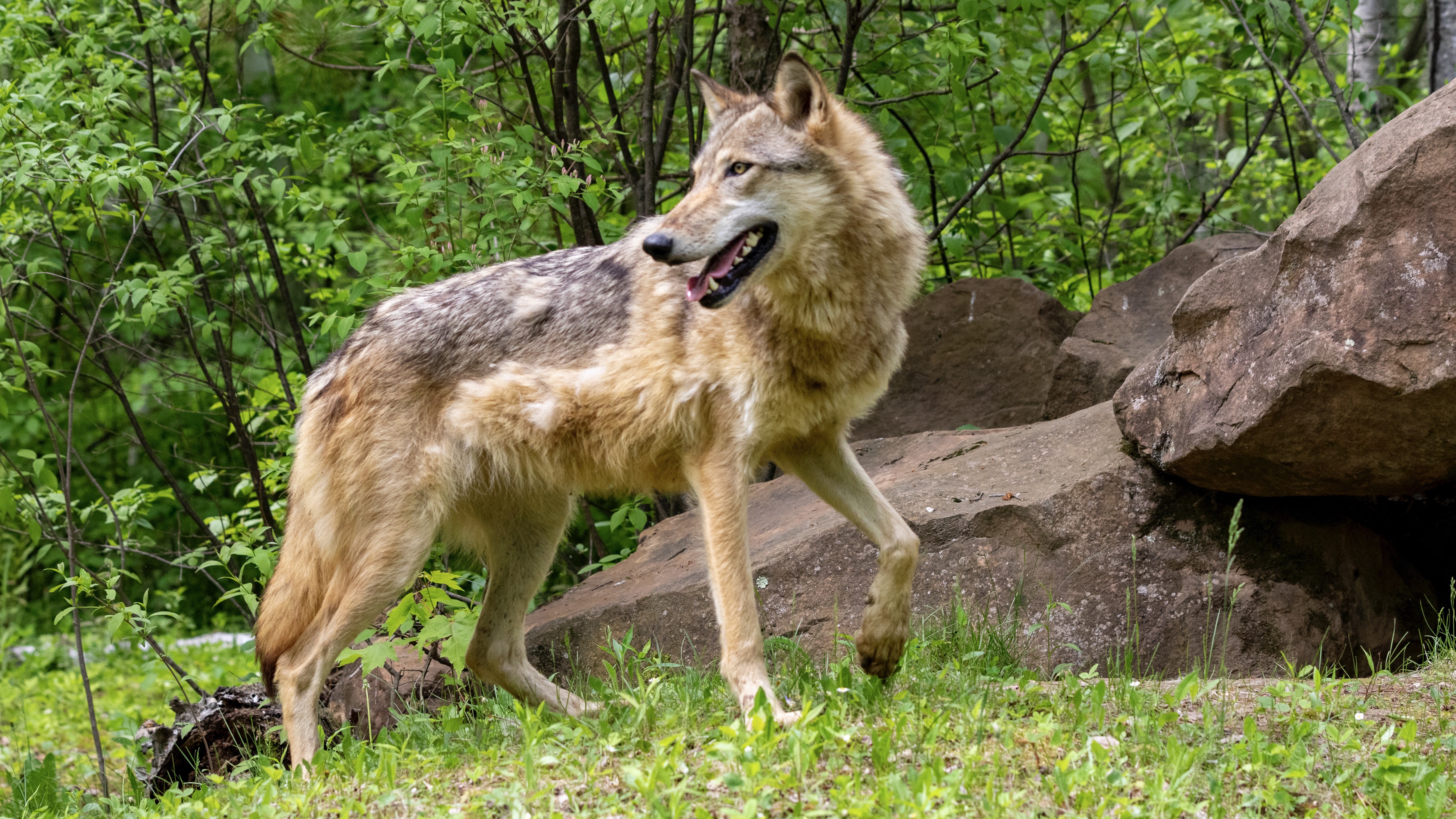 Felnőtt szürke farkas (Canis lupus) az egyesült államokbeli Minnesotában.