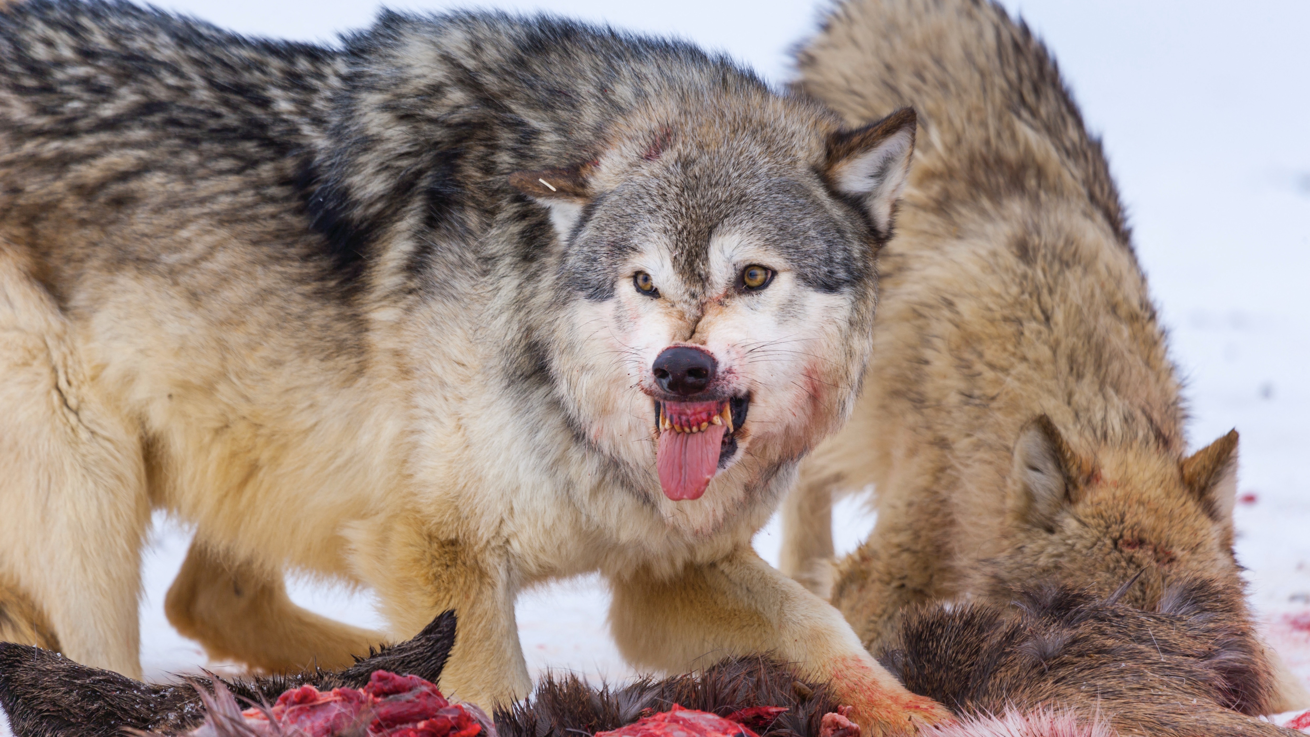 A szürke farkas zsákmányállatként tekint a szarvasra. Ez a szarvasokat is óvatosabbá teszi, így mindent megtesznek, hogy elkerüljék a farkasok természetes útvonalait.