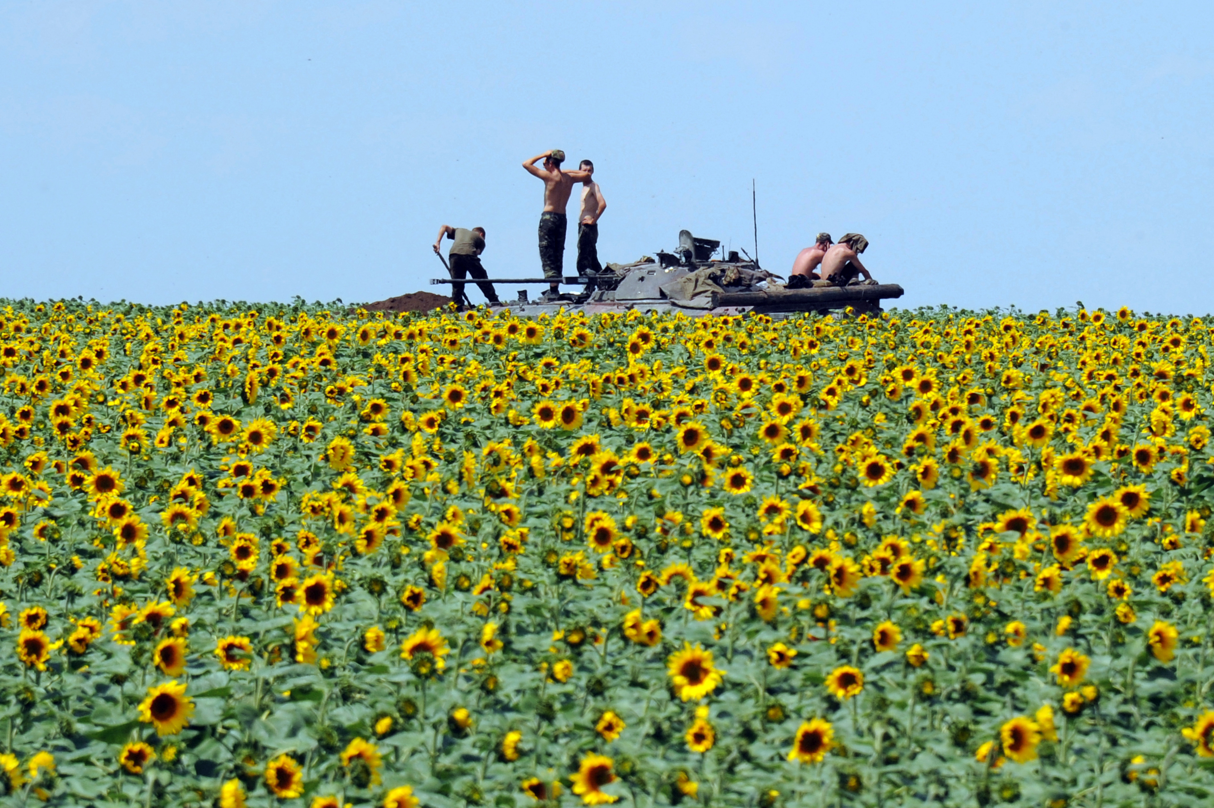 Ukrán katonák egy Donyeckhez közeli napraforgótábla közepén, 2014-ben