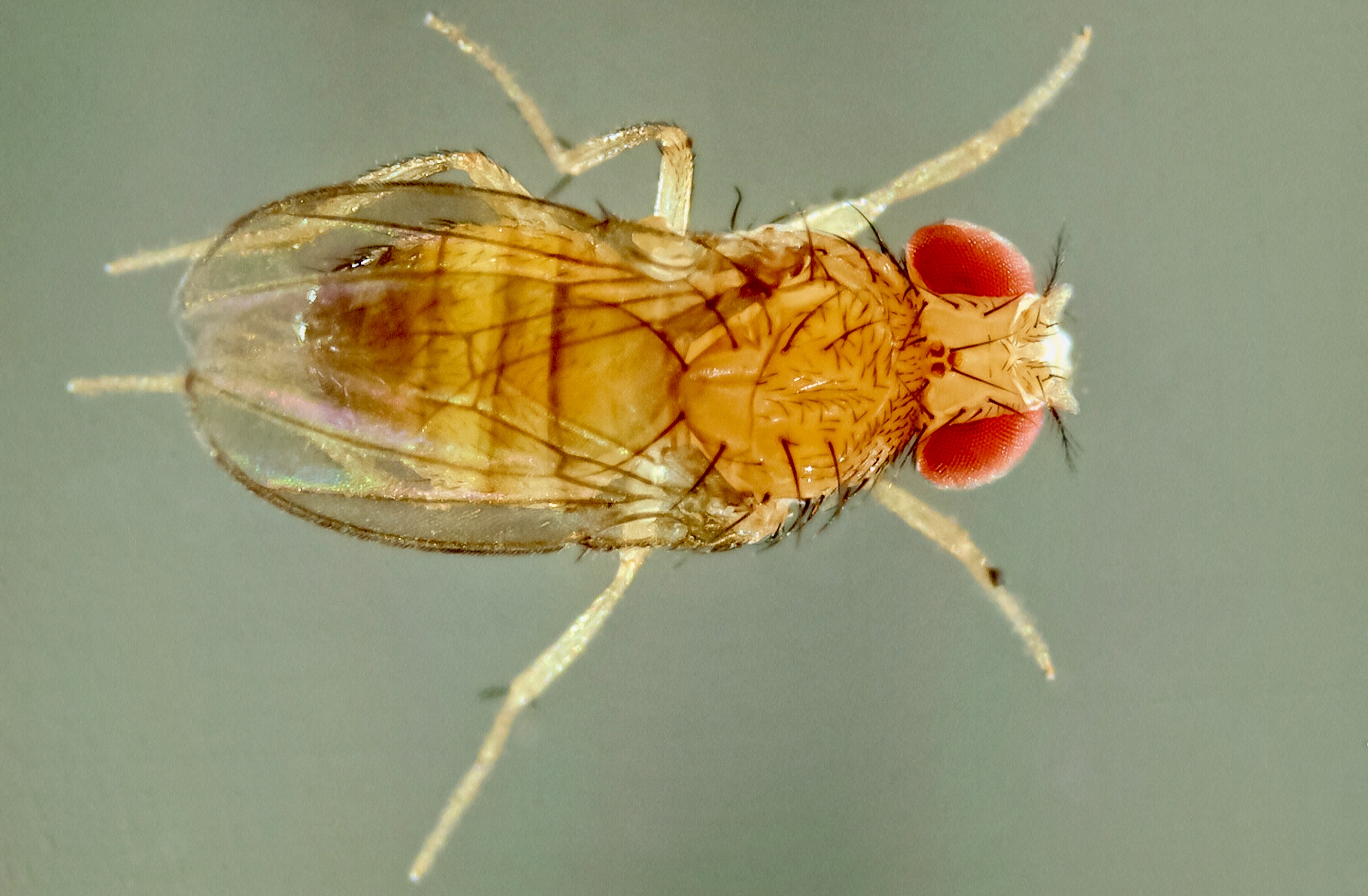 Ecetmuslica (Drosophila melanogaster).