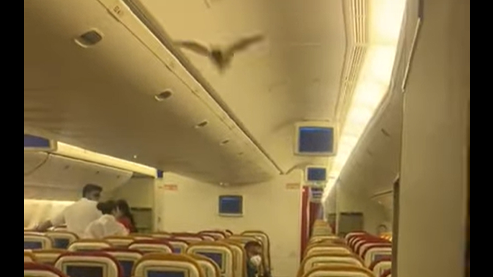 Visszafordították Delhibe a New Yorkba tartó járatot, mert az utastérben repkedett egy denevér