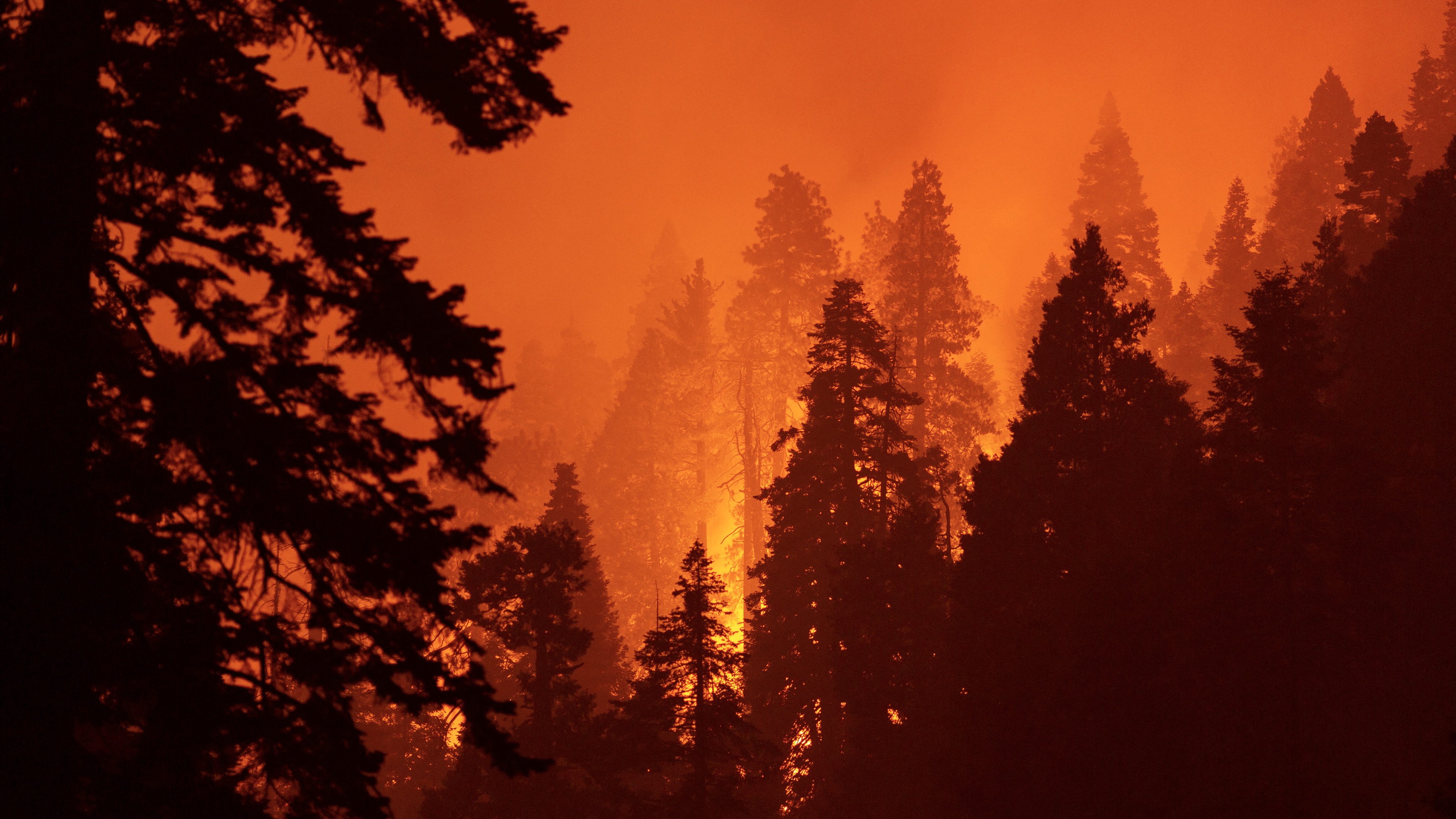 A tavaly szeptemberi SQF Complex tűzesetben 90000 hold (367 négyzetkilométer) erdőterület vált hamuvá.