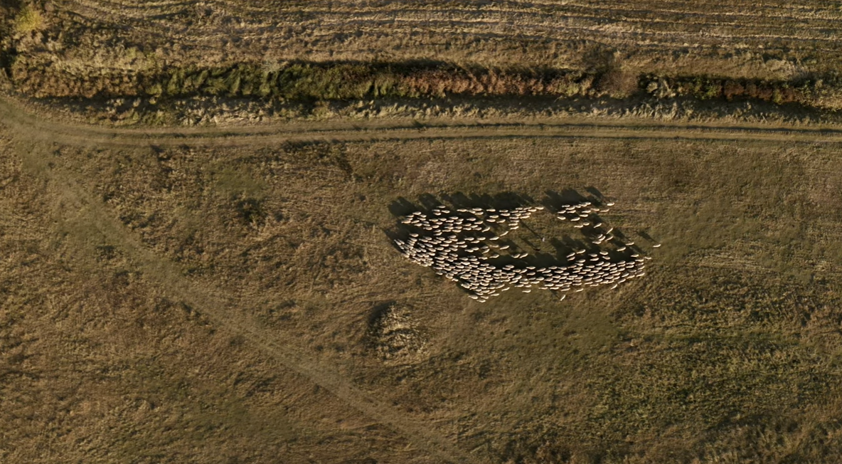 Egy pásztor három órán át mesél arról, hogy mi minden történik, miközben a nyájjal a legelőt járja