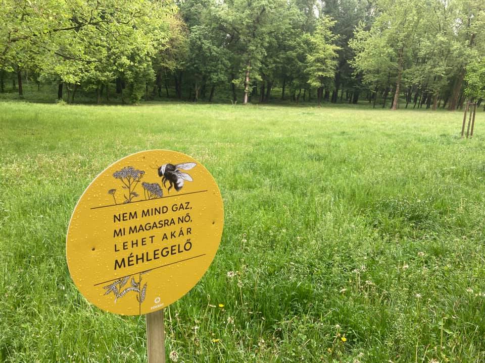 A méhek után Budapesten legelő juhnyájakról álmodik Bardóczi Sándor,  a város főtájépítésze