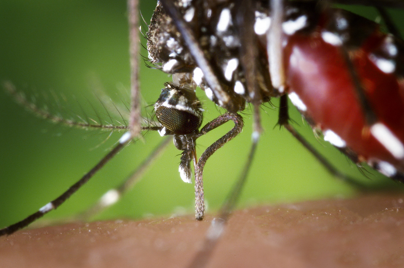Az EU engedélyezte a chikungunya-láz elleni oltóanyag, az Ixchiq alkalmazását
