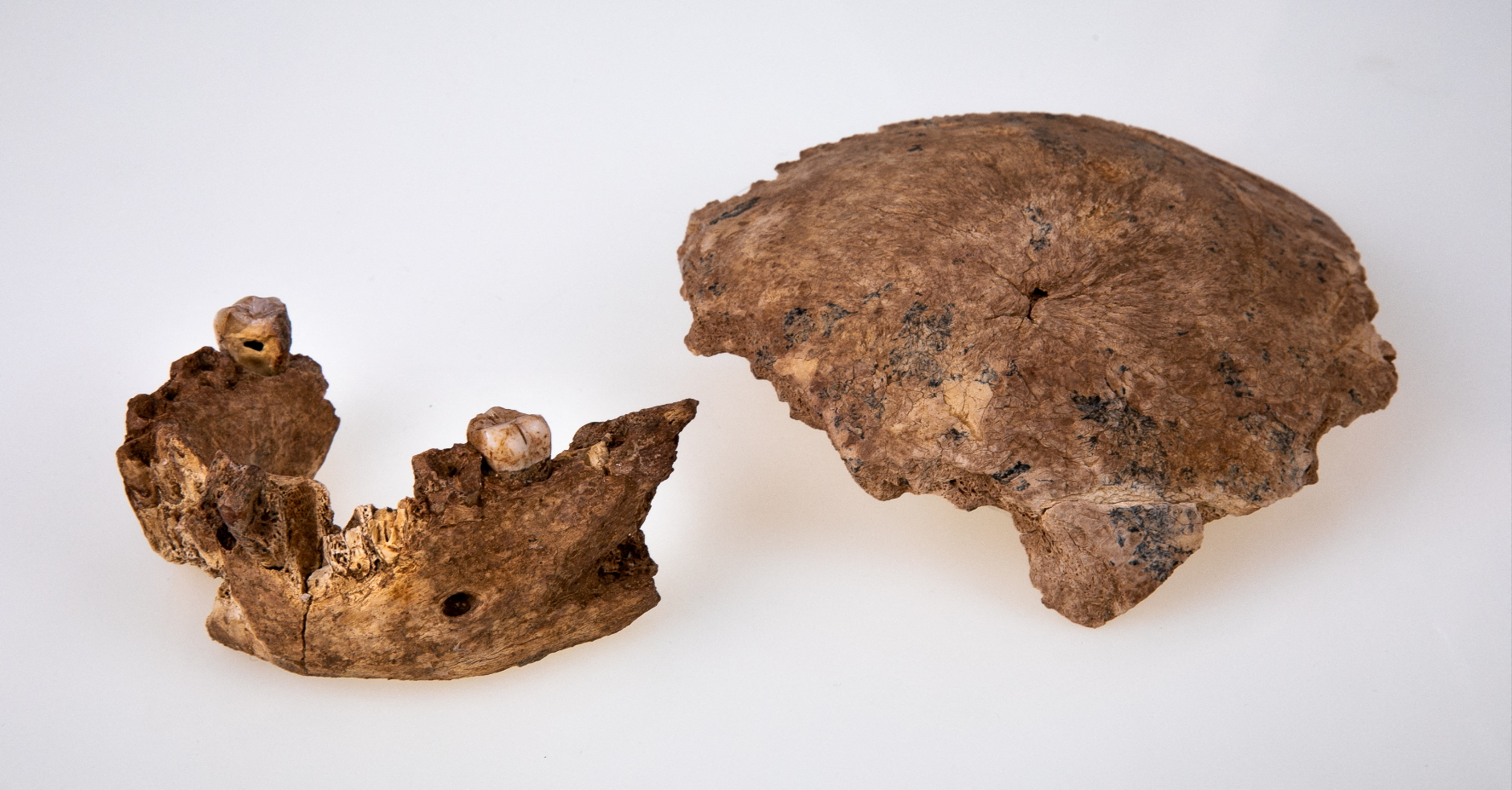 A 120-140 ezer éve élt ősember, a Nesher Ramla Homo most felfedezett állkapocs- és koponyadarabkája.