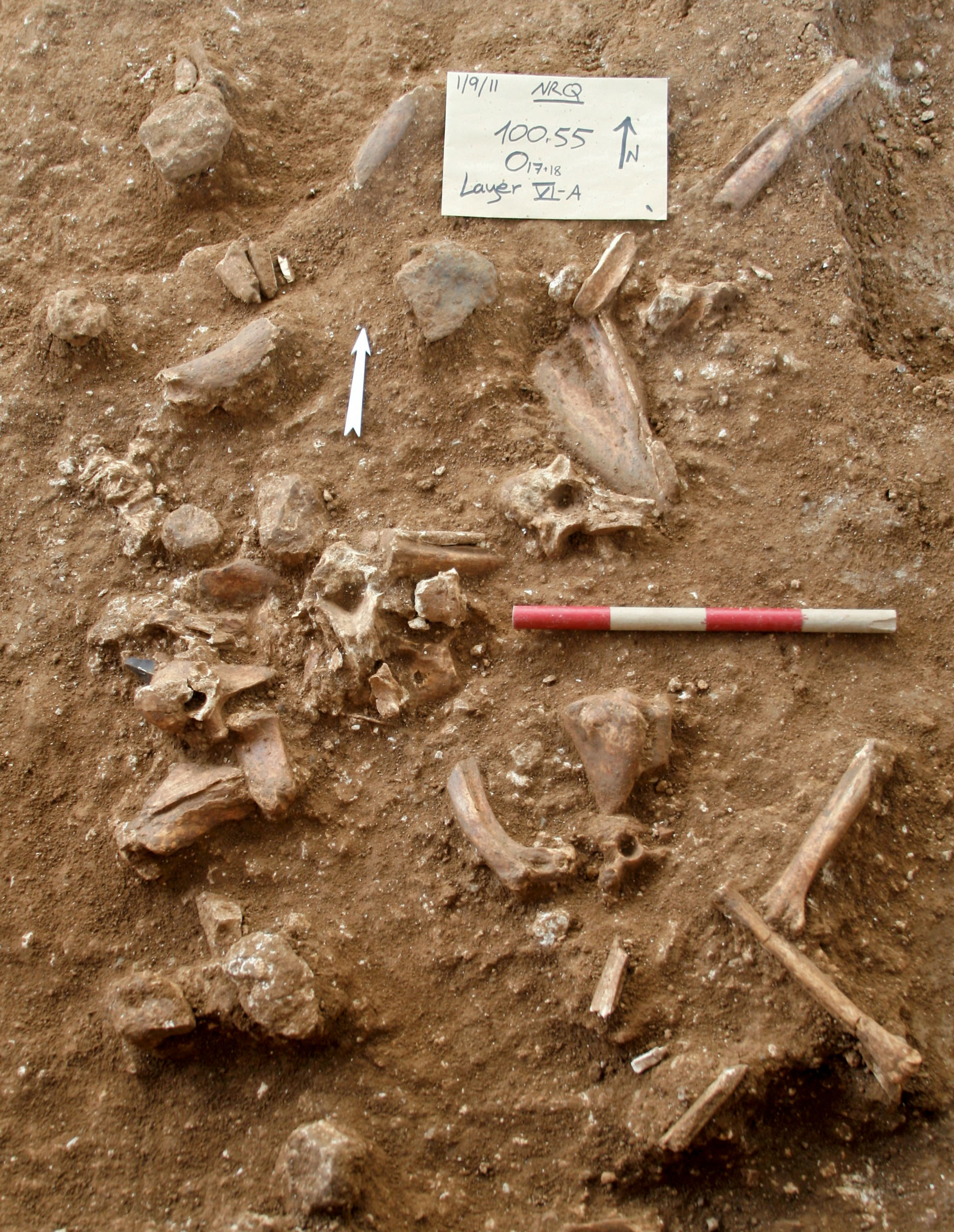 A Ramla közelében végzett feltárás során felfedezett csontok egy eddig ismert embertípushoz sem köthetők. Mint kiderült, egy új embertípusról van szó, amit Nesher Ramla névre kereszteltek.