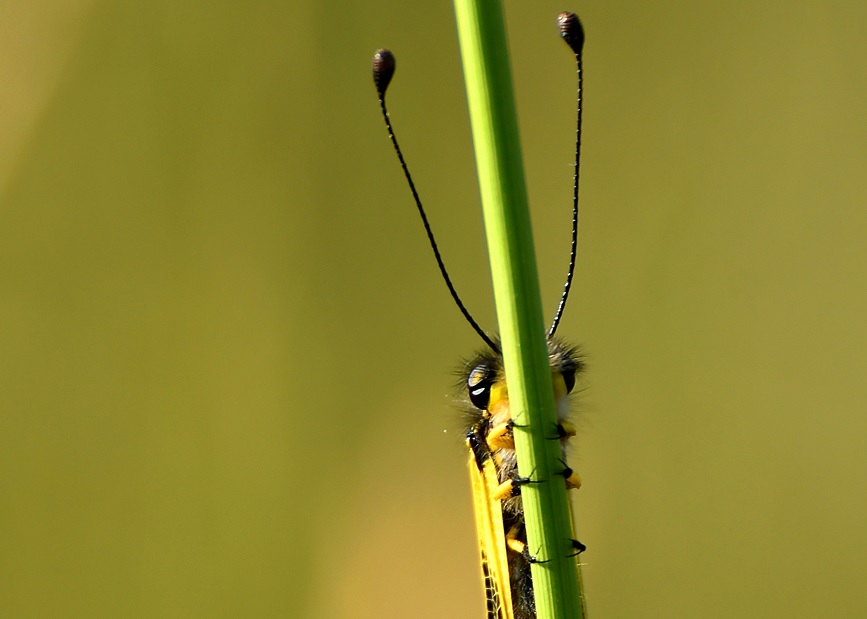 Csodás képeken a ritka rovar, amely ártalmatlannak látszik, pedig könyörtelen vadász