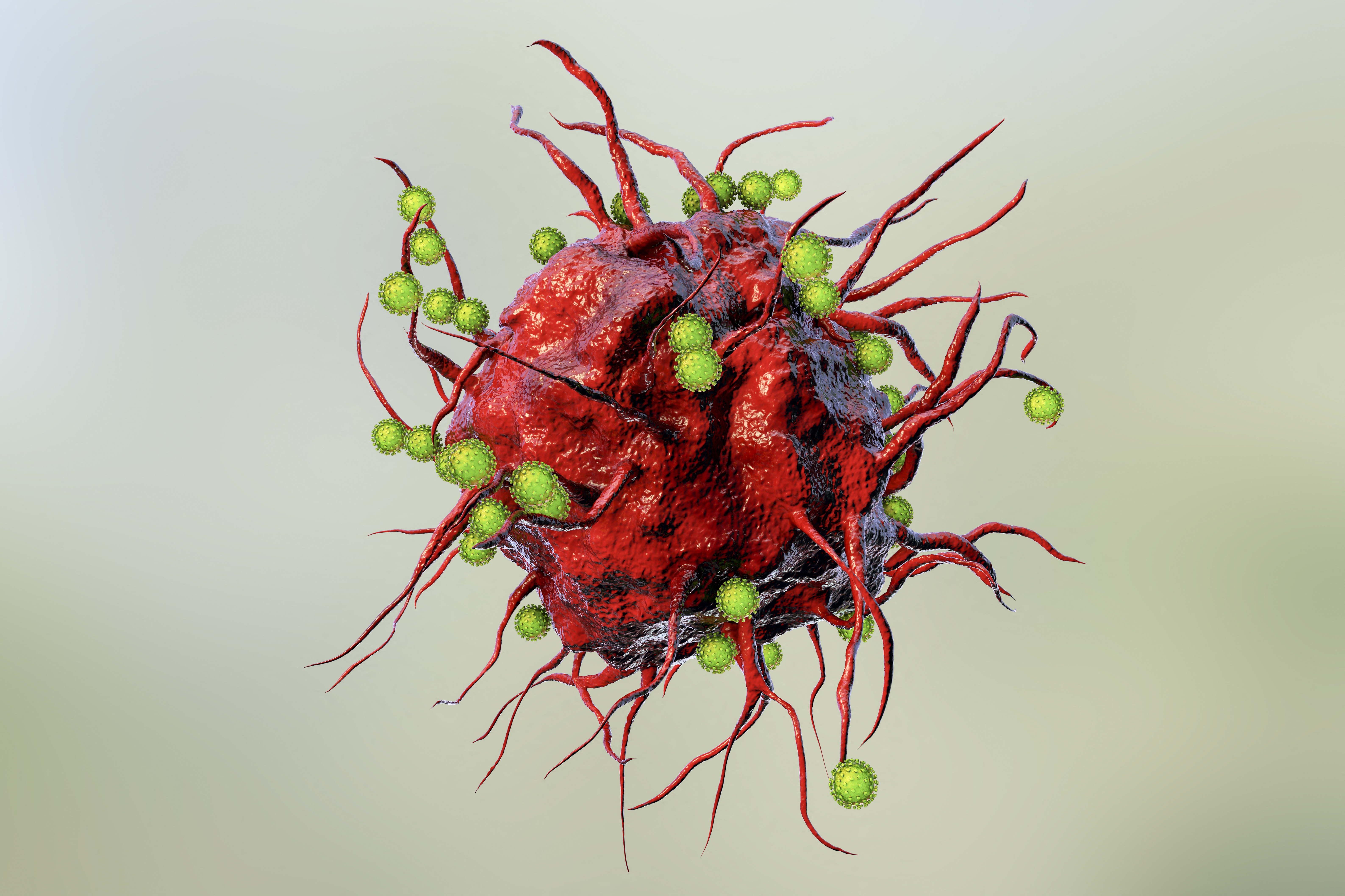 A vírusrészecskék és az immunsejtek találkozása