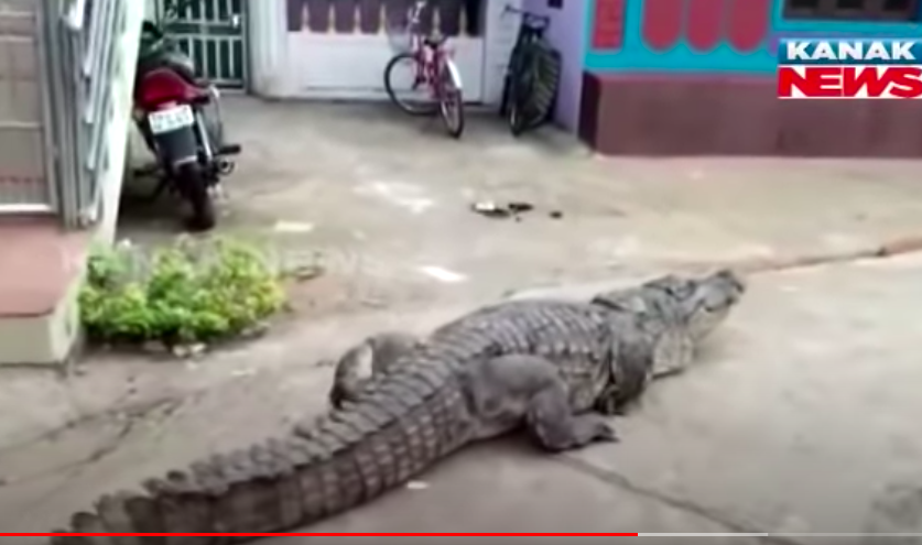 Besétált egy krokodil egy indiai faluba