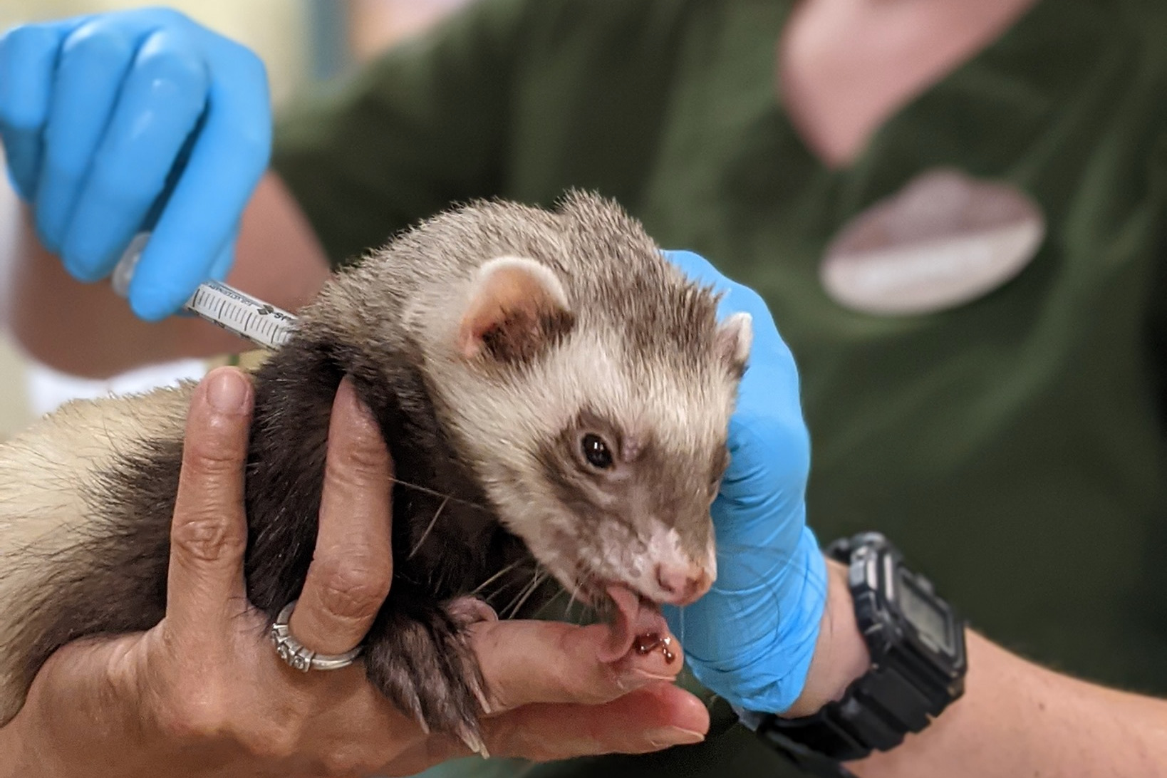 Vadászgörények, medvék és nagymacskák kaptak covid elleni védőoltást az oaklandi állatkertben